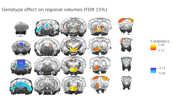 The image shows evenly-spaced slice series of a mouse brain with anatomical regions outlined. Colours in the figure indicate the t-statistic of regional volumetric changes between mutant and wild-type control mice. Yellow-red coloured regions indicate positive t-statistics and significantly increased volumes in mutant mice compared to wild-type controls. Blue coloured regions indicate negative t-statistics and significantly decreased volumes. On the right is a colourbar indicating the relevant t-statistic values.