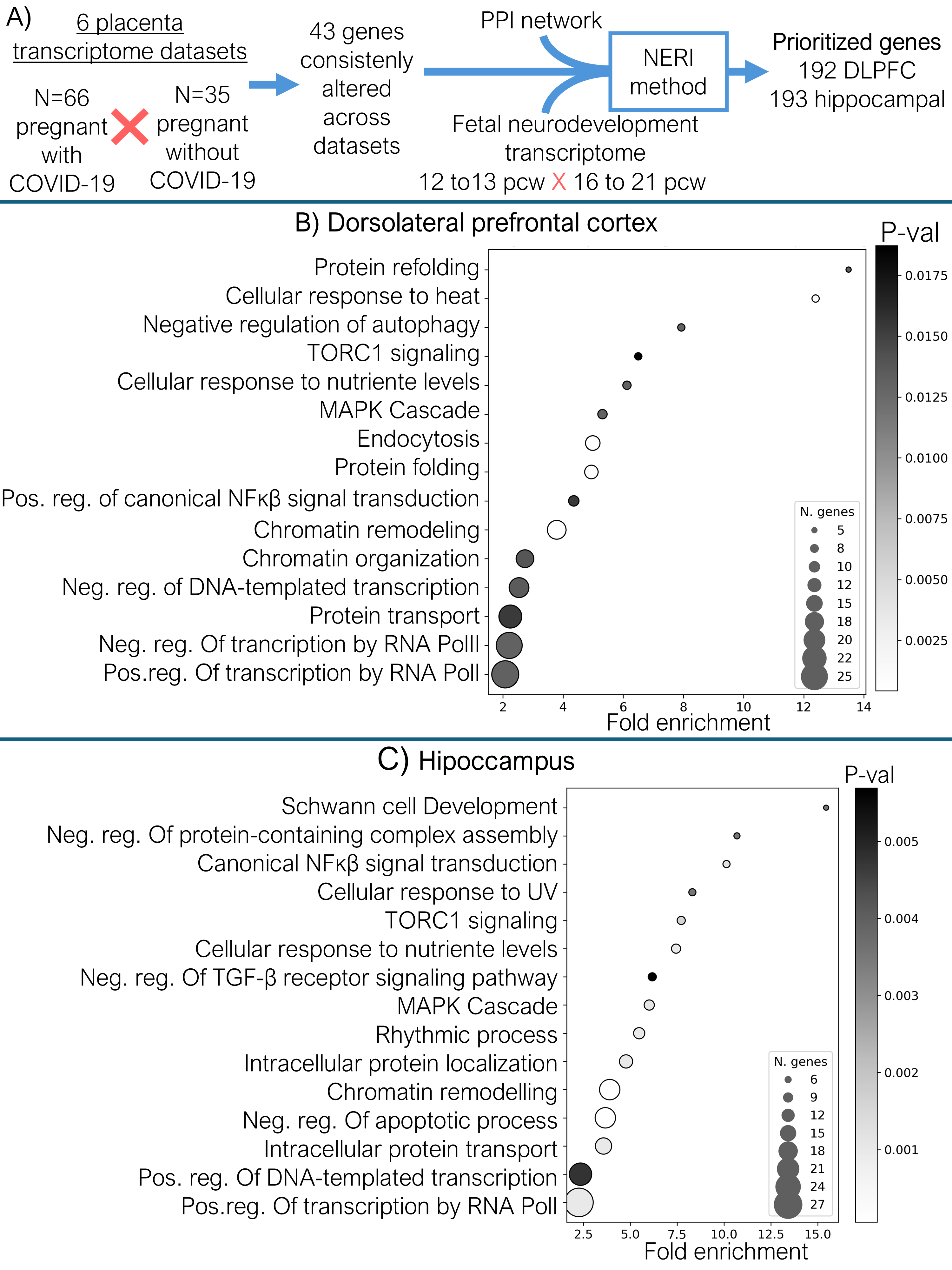 Panel A: Workflow showing data integration. Text: six placenta transcriptomes datasets, n = 66 pregnant with COVID-19 versus n = 35 pregnant without COVID-19. Blue arrow, Text: 43 genes consistenly altered across datasets. Blue arrows joining the texts: NERI method, PPI network, fetal neurodevelopment transcriptome at 12 to 13 pcw versus 16 to 21 pcw. Pointing at: Prioritized genes 192 DLPFC and 193 hippocampal. Panels B and C: Greyscale scatter plot showing top 15 Gene Ontology Biological Process terms enriched in the genes pioritized in the dorsolateral prefrontal cortex and the hippocampus. The x-axis indicates fold-enrichment, y-axis indicates the Gene Ontology terms, the grayscale indicates the p-value at the Fisher’s exact test, and dot size indicates the number of genes enriched in that term. Number of genes ranges from 5 to 27. Terms from the DLPFC ordered by fold enrichment (higher to lower): Protein refolding, Cellular response to heat, Negative regulation of autophagy, TORC1 signaling, Cellular response to nutriente levels, MAPK Cascade, Endocytosis, Protein folding, Pos. reg. of canonical NFκβ signal transduction, Chromatin remodeling, Chromatin organization, Neg. reg. of DNA-templated transcription, Protein transport, Neg. reg. Of trancription by RNA PolII, Pos.reg. Of transcription by RNA PolI. Terms from the hipoccampus ordered by fold enrichment (higher to lower): Schwann cell Development, Neg. reg. Of protein-containing complex assembly, Canonical NFκβ signal transduction, Cellular response to UV, TORC1 signaling, Cellular response to nutrient levels, Neg. reg. Of TGF-β receptor signaling pathway, MAPK Cascade, Rhythmic process, Intracellular protein localization, Chromatin remodelling, Neg. reg. Of apoptotic process, Intracellular protein transport, Pos. reg. Of DNA-templated transcription, Pos.reg. Of transcription by RNA PolI.
