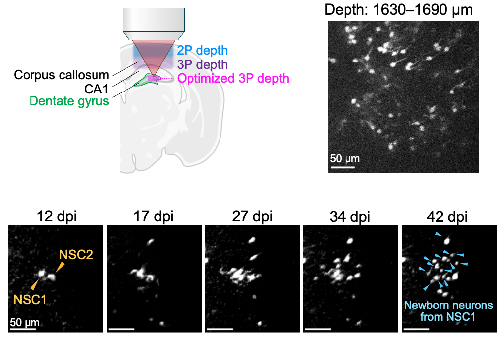 Figure 1. Long-term three-photon (3P) imaging to ​trace neural stem cell (NSC) ​dynamics in the intact, adult mouse brain. 