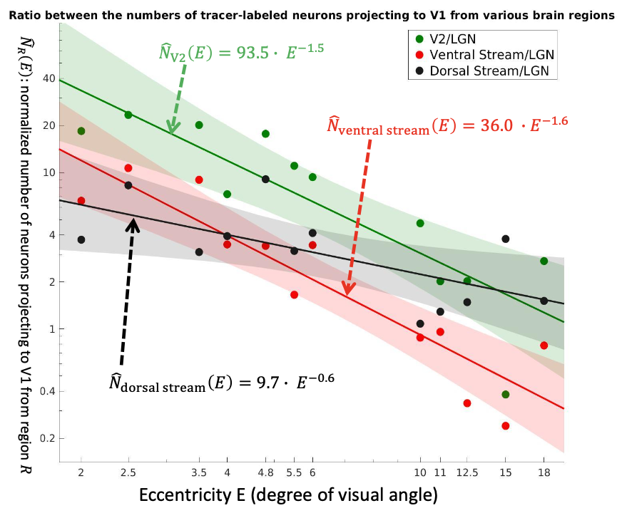A graph showing that retrograde tracer injections in the foveal representation of area V1 label relatively more feedback projection neurons when located in the foveal representation, compared to the peripheral representation. Separate curves are shown for feedback from area V2, ventral stream areas, and dorsal stream areas. 