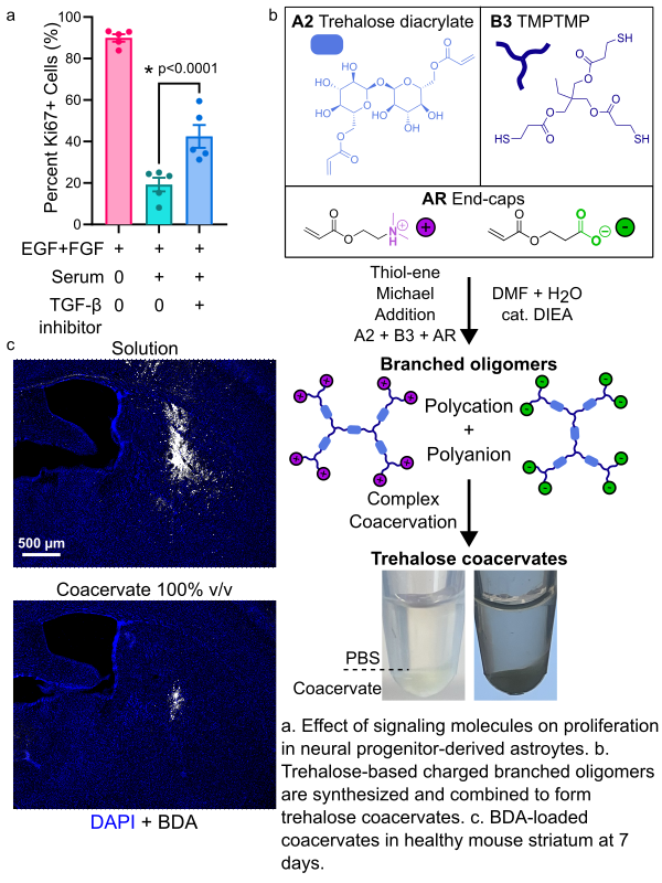 bar graph quantifying astrocyte proliferation; synthesis scheme of trehalose coacervates; immunohistochemical image of coacervates in mouse striatum.