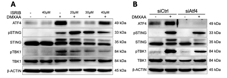Abbildung 3 A) Western Blot: WT-Zellen nach 1 h ISRIB (versch. Konz.) + 3 h DMXAA (100µg/ml). B) Western Blot: WT-Zellen mit siRNA gegen Atf4 + 3 h DMXAA (100µg/ml).