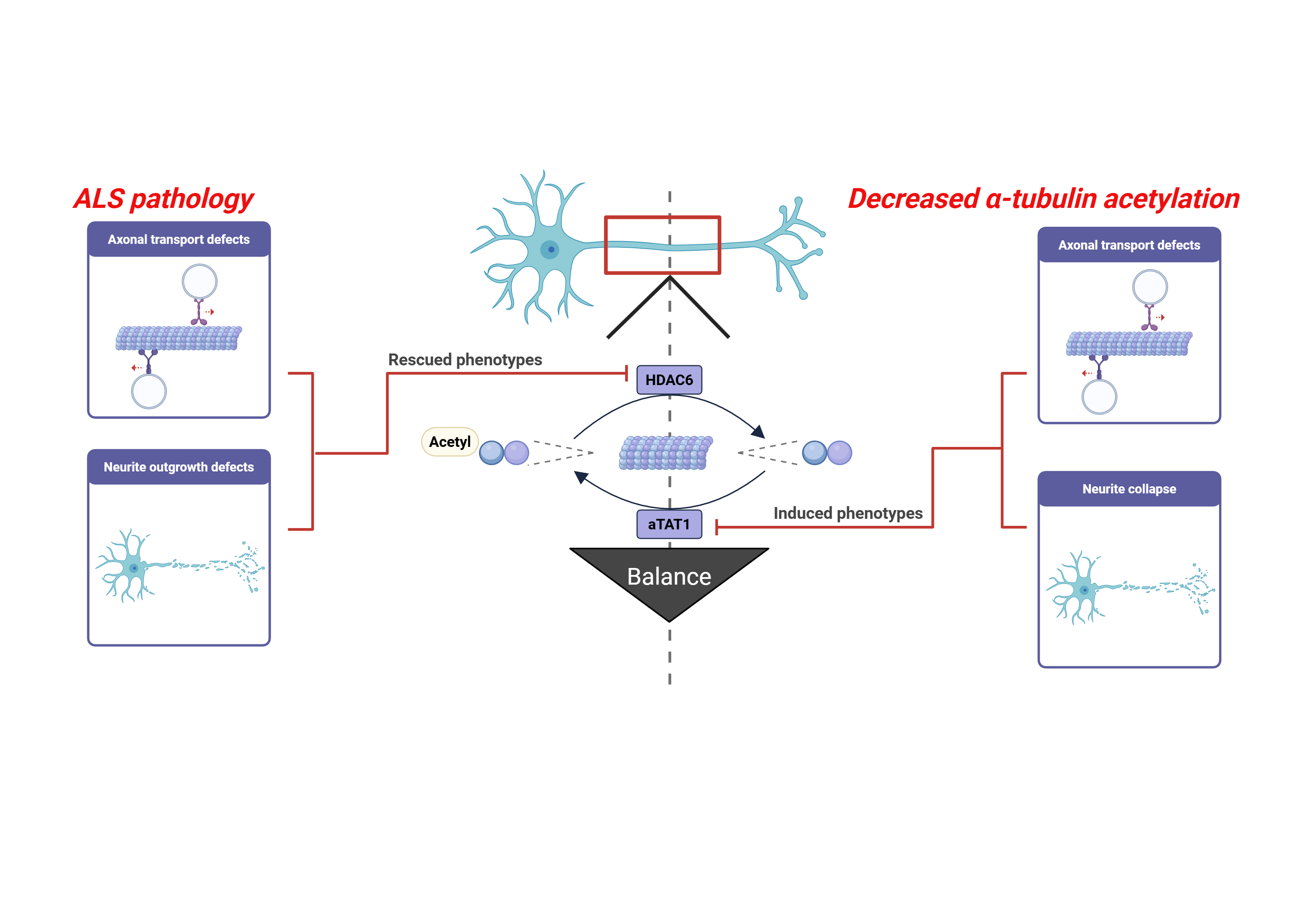 Early cytoskeletal dysfunctions are a common hallmark in models for ALS, including defects in axonal cargo transport and neurite outgrowth. Inhibition of HDAC6, associated with increased alpha-tubulin acetylation, alleviates these defects. Interestingly, decreased alpha-tubulin acetylation via inhibition of aTAT1,induces ALS-related defects in healthy motor neurons. These results emphasize the critical role of alpha-tubulin acetylation in maintaining cytoskeletal functions, highlighting the potential therapeutic implications of targeting this pathway in ALS.