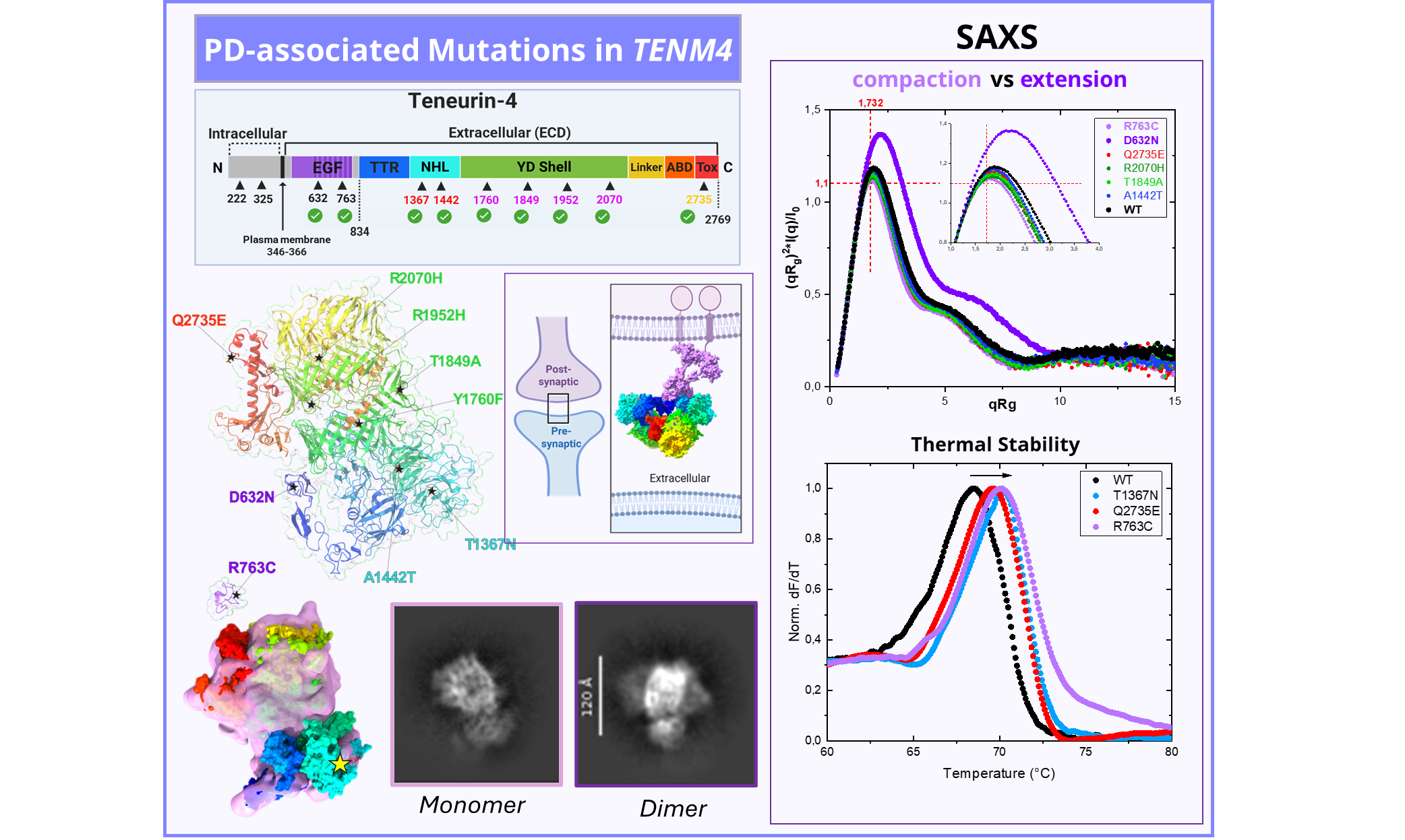 Fig. 1: An overview of Ten-4 structure, PD-mutations locations, with SAXS and TSA results of selected Ten-4 variants.