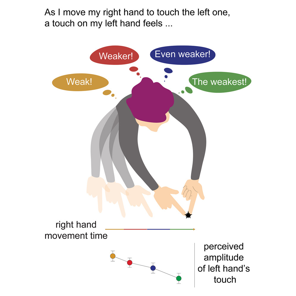 A figure showing a participant reaching with their right hand to touch their left hand while tactile stimuli are delivered at different time points during the movement. It illustrates that perceived intensity of touch decreases as the movement progresses and reaches a minimum at the time of self‑touch.