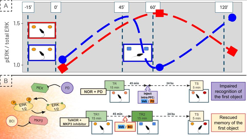 A two-panel figure illustrating the molecular and behavioral dynamics of temporal order memory (TOM) in mice. Panel A: A line graph tracking the kinetics of ERK1/2 phosphorylation (pERK/total ERK) in the medial prefrontal cortex at specific time points (-15, 0, 45, 60, and 120 minutes). A single training session (red line) leads to a significant peak in ERK activation at 60 minutes. In contrast, the introduction of a second training session (blue line) at the 60-minute mark triggers a "reset" effect, causing a transient inhibition of the pathway followed by a delayed activation peak at 120 minutes. Panel B: Schematic diagrams of the pharmacological and behavioral protocols. On the left, a molecular diagram shows the ERK1/2 pathway with its respective inhibitors: PD (targeting MEK) to prevent activation and BCI (targeting the phosphatase MKP3) to promote activation. On the right, two experimental timelines show that intra-PFC microinjections of the ERK inhibitor mimic the behavioral interference seen in the two-session protocol, while the phosphatase inhibitor effectively rescues the memory trace from interference, ensuring memory stability at the 24-hour test session.