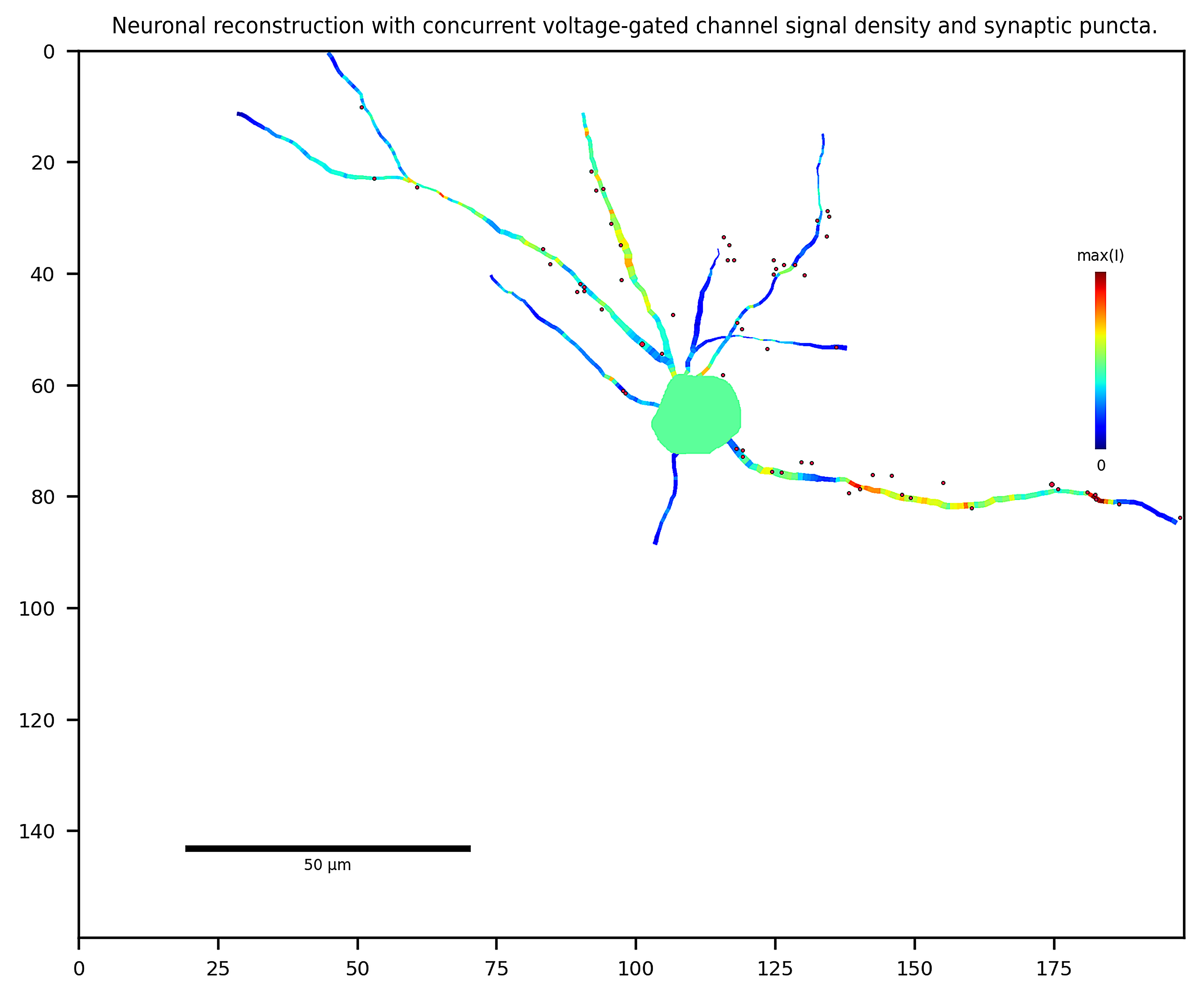 Neuronal reconstruction with concurrent voltage-gated channel signal density and synaptic puncta.