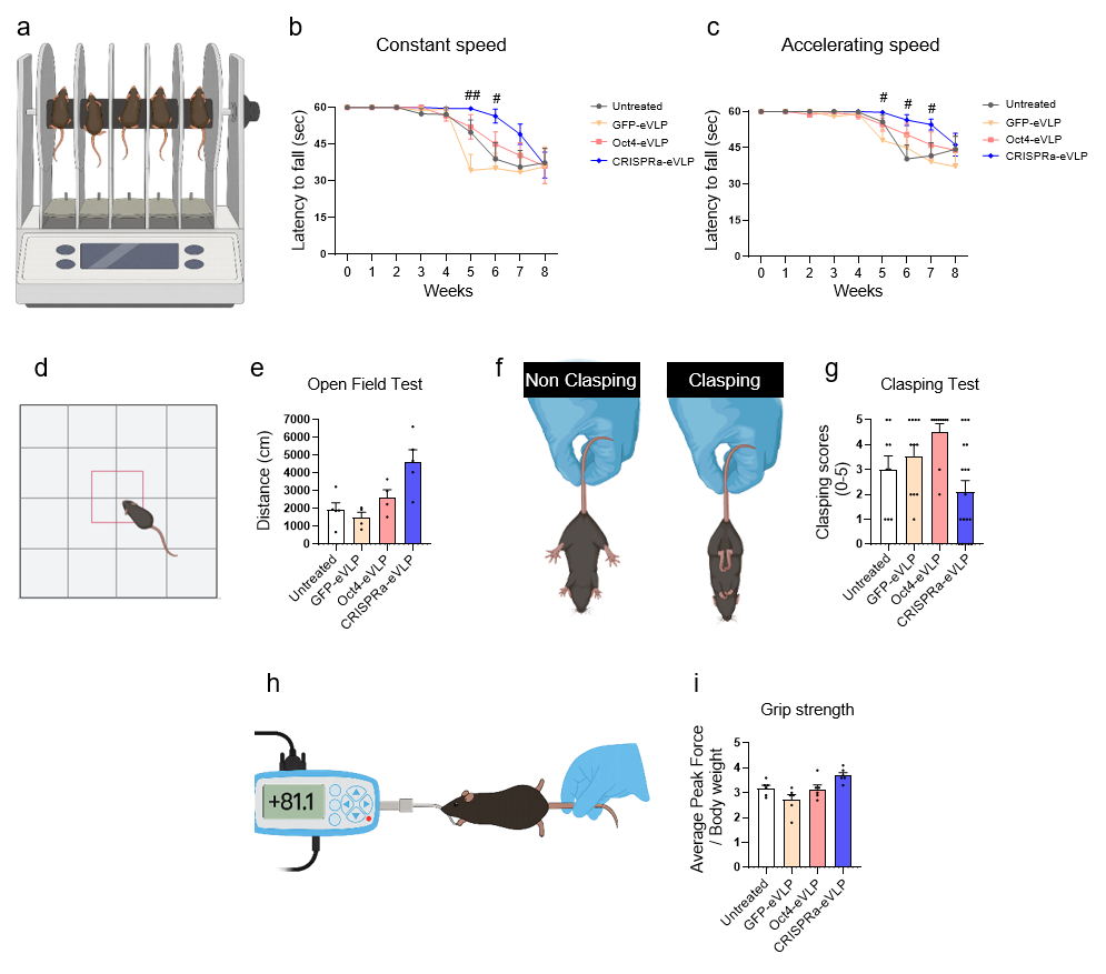 Functional improvement in R6/2 mice across untreated, GFP-eVLP, Oct4-eVLP, and CRISPRa-eVLP groups. The figure include rotarod (constant 12rpm and accelerating 4-40rpm), open-field tracks/total distance, hindlimb clasping phenotype/scores, and normalized grip strength, with the most consistent behavioral improvement in the CRISPRa-eVLP group.