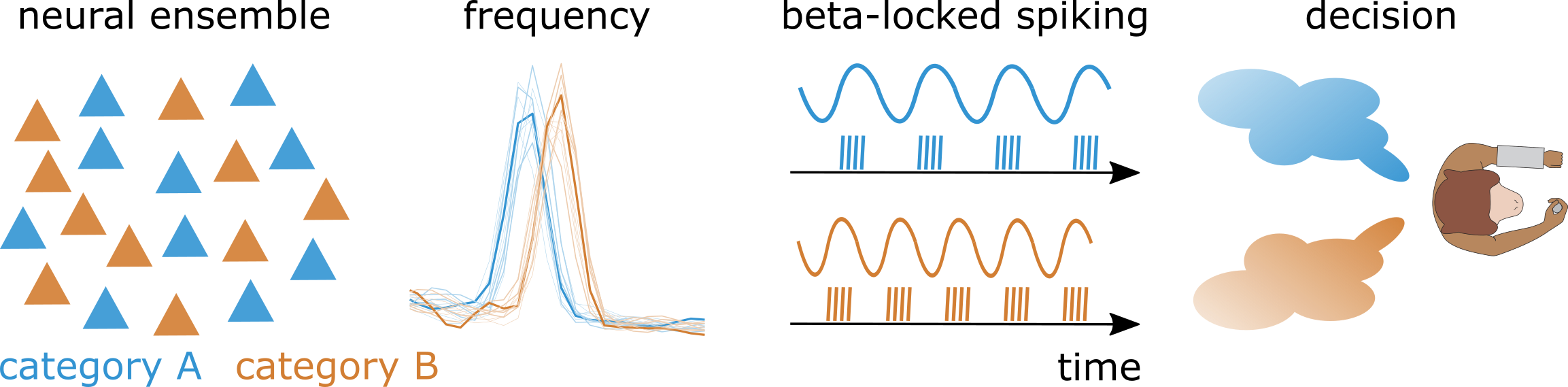 Neural ensembles selectively signal categorical decisions via distinct beta-frequency channels. Left: Two overlapping neural ensembles are selective for two different categories A and B. Triangles represent neurons. Center-left: the two neural ensembles have two distinct base beta frequencies. Center-right: Spiking activity of the two neural ensembles is coherent with two different beta frequencies; category information is transmitted downstream via these distinct beta-frequency channels. Vertical lines represent spike trains; waves represent beta rhythms. Right: The two beta rhythms at distinct frequencies provide a readout of the monkey’s categorical decision. Clouds represent categorial decisions.