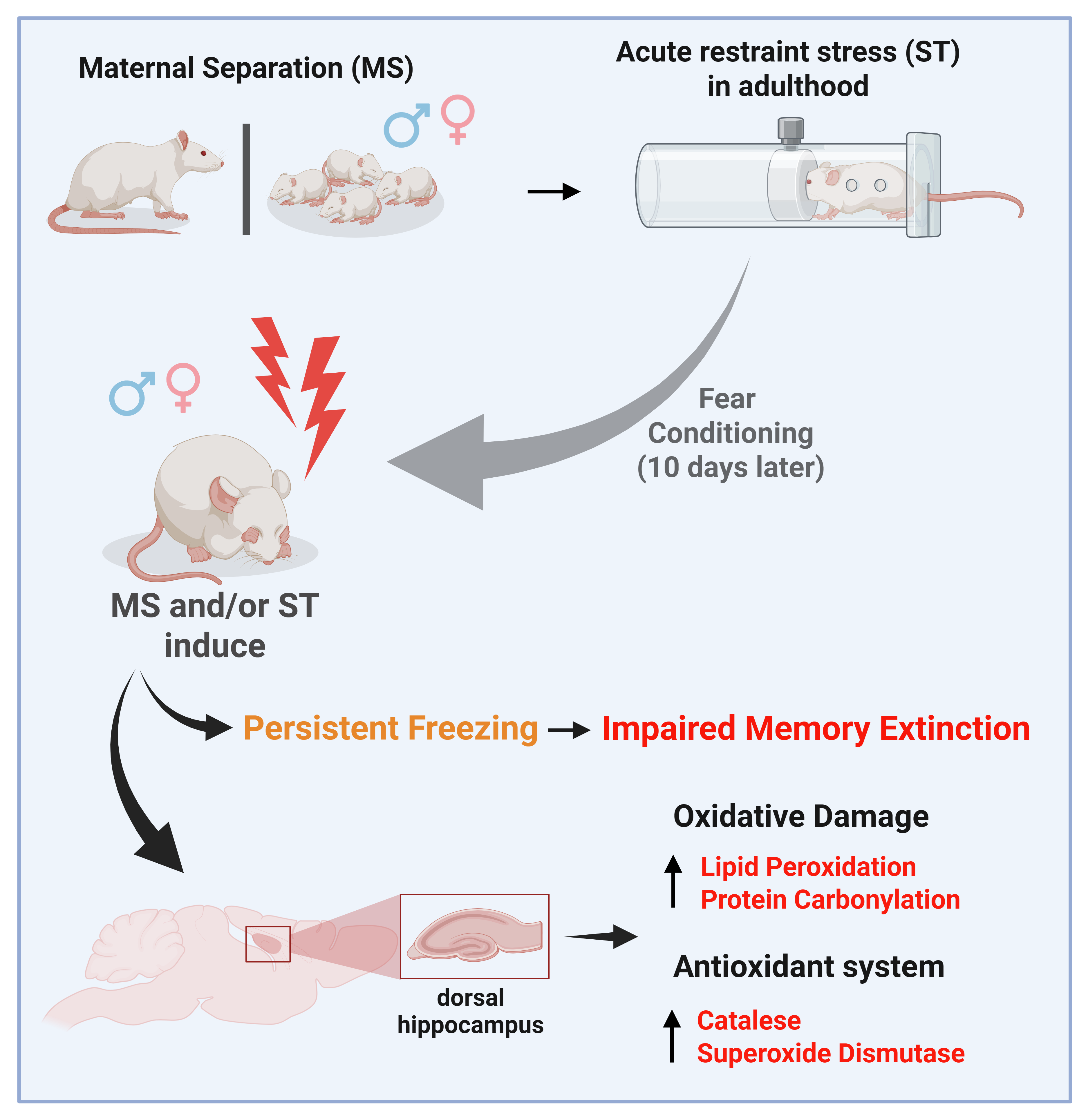 Infographic illustrating the flow of an experiment investigating the effects of stress on both male and female rats. At the top, the infographic presents the stress models used: maternal separation, represented by a physical barrier between the mother and the pups, and restraint stress in the adult pups, where the rodent is shown inside a restriction tube. A gray arrow indicates that, after a 10-day interval, the animals are subjected to fear conditioning, symbolized by the red lightning bolt icons above the rat. In the center of the image, black arrows highlight the consequences of this exposure, demonstrating that maternal separation and restraint stress induce a persistent freezing state, causing impairment of aversive memory extinction. The lower section of the infographic shows a sagittal image of a rat's brain, focusing on the dorsal hippocampus region. Black arrows detail that stress causes oxidative damage manifested by increased lipid peroxidation and protein carbonylation. In parallel, the infographic indicates, through black arrows, a response in antioxidant defenses, with increased activity of the enzymes catalase and superoxide dismutase.