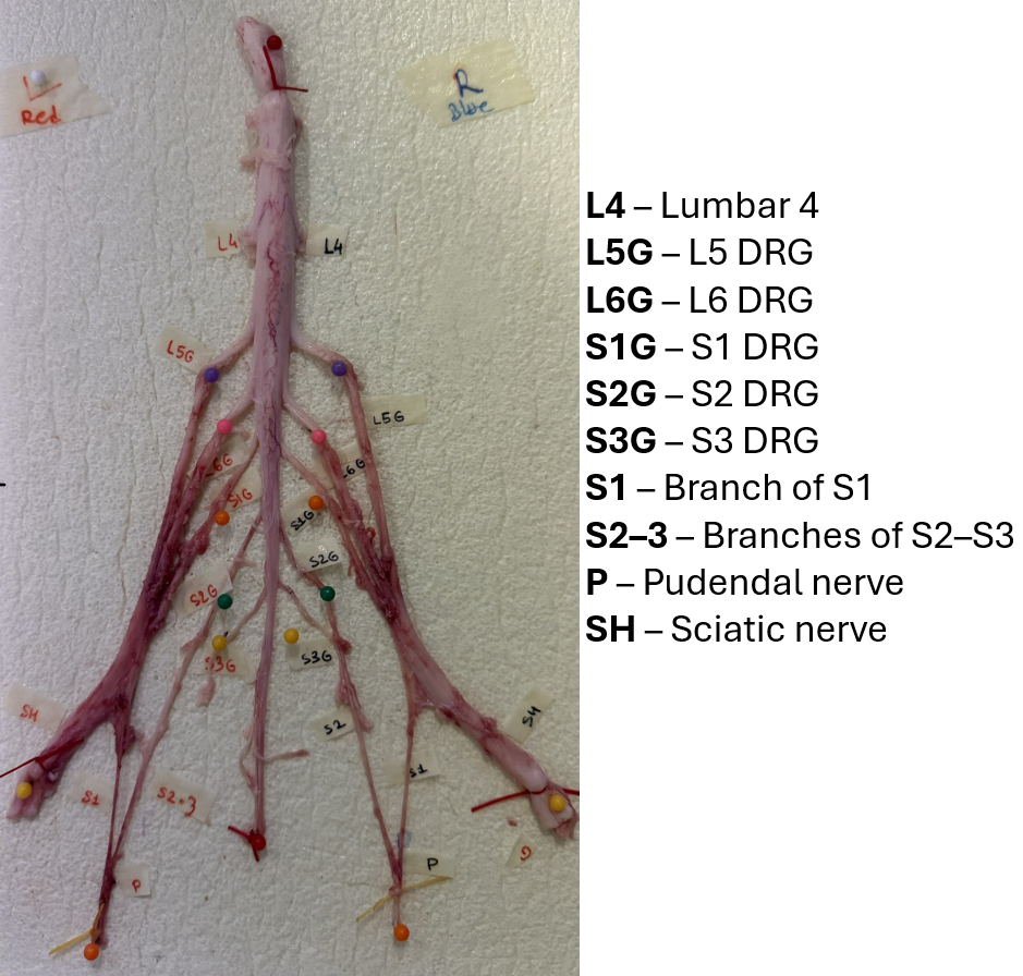 Female farm pig: sciatic and pudendal nerves with spinal cord.