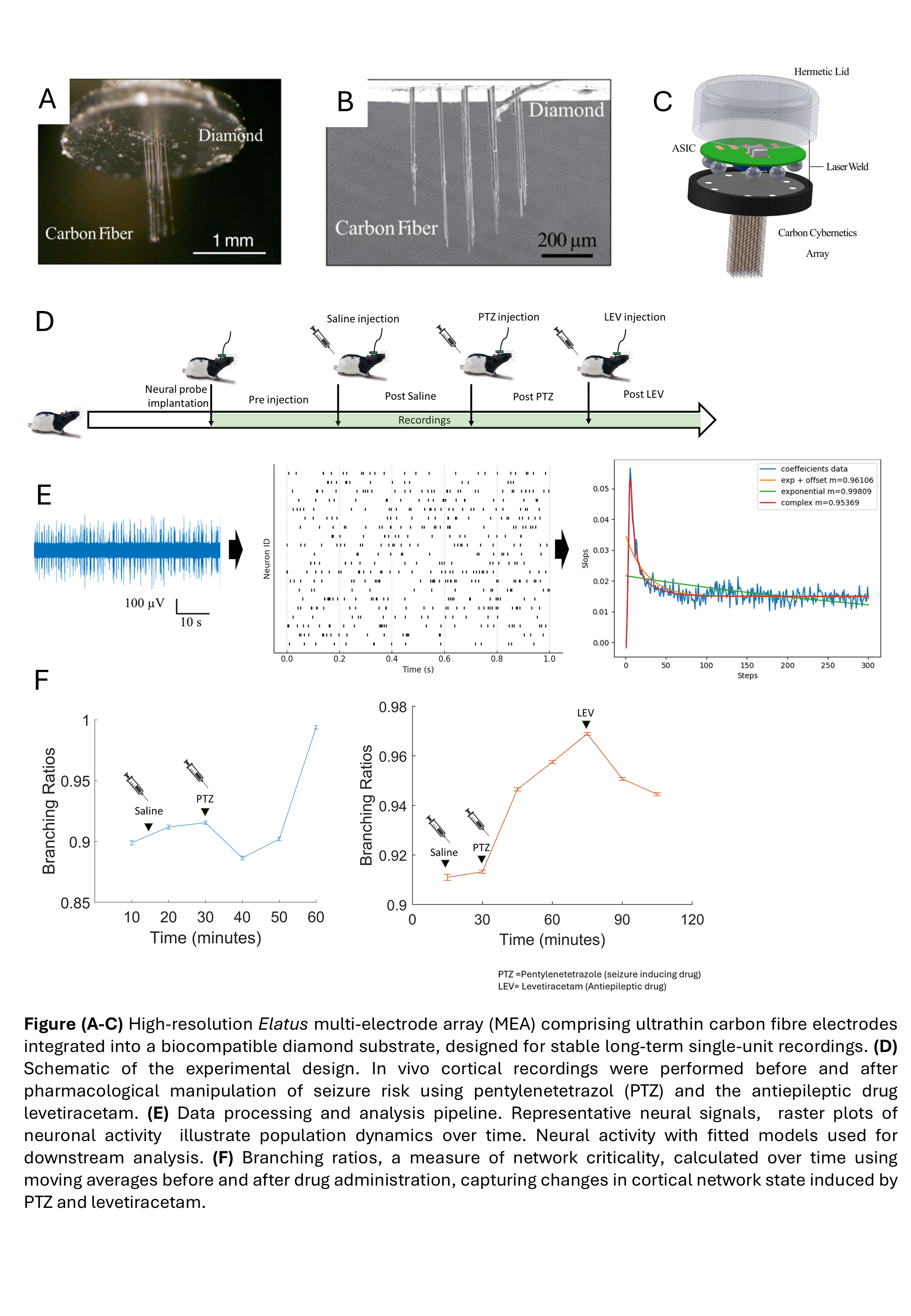 Plots of hippocampal branching ratios from in vivo rat recordings obtained using high-resolution multi-electrode arrays, showing increased network excitability after pentylenetetrazol administration and reduced excitability after levetiracetam.