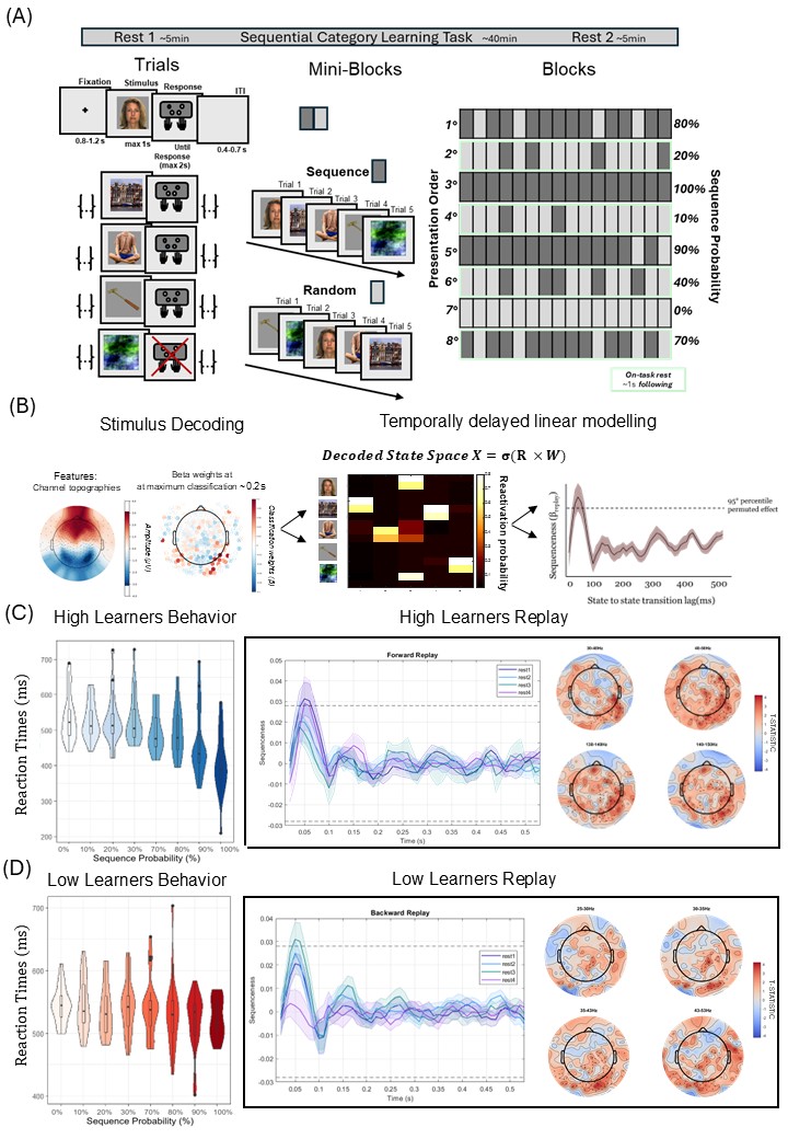 Figure 1. Methodological pipeline and main results. (A) Sequential category-learning task. On each trial, an image was presented for up to 1 s following a variable fixation. Participants responded to four image categories; scrambled images required no response. Mini-blocks (5 trials) were either sequential (fixed order: Face–Scene–Body–Tool–Scrambled) or random. Each block comprised 16 mini-blocks (80 trials) with varying sequence-to-random ratios, presented in a unique order per participant. (B) Event-related response topographies and classifier weight maps at peak decoding (~200 ms post-stimulus). Classifiers trained on task data were applied to resting-state data to decode reactivation strength over time. Pairwise state transitions across lags (10–500 ms) were compared to forward and backward templates to quantify replay (sequenceness). (C) High learners showed decreasing reaction times across the sequence and significant forward replay during early inter-block rest. (D) Low learners showed no behavioural sequence effect and exhibited backward replay during later inter-block rest.