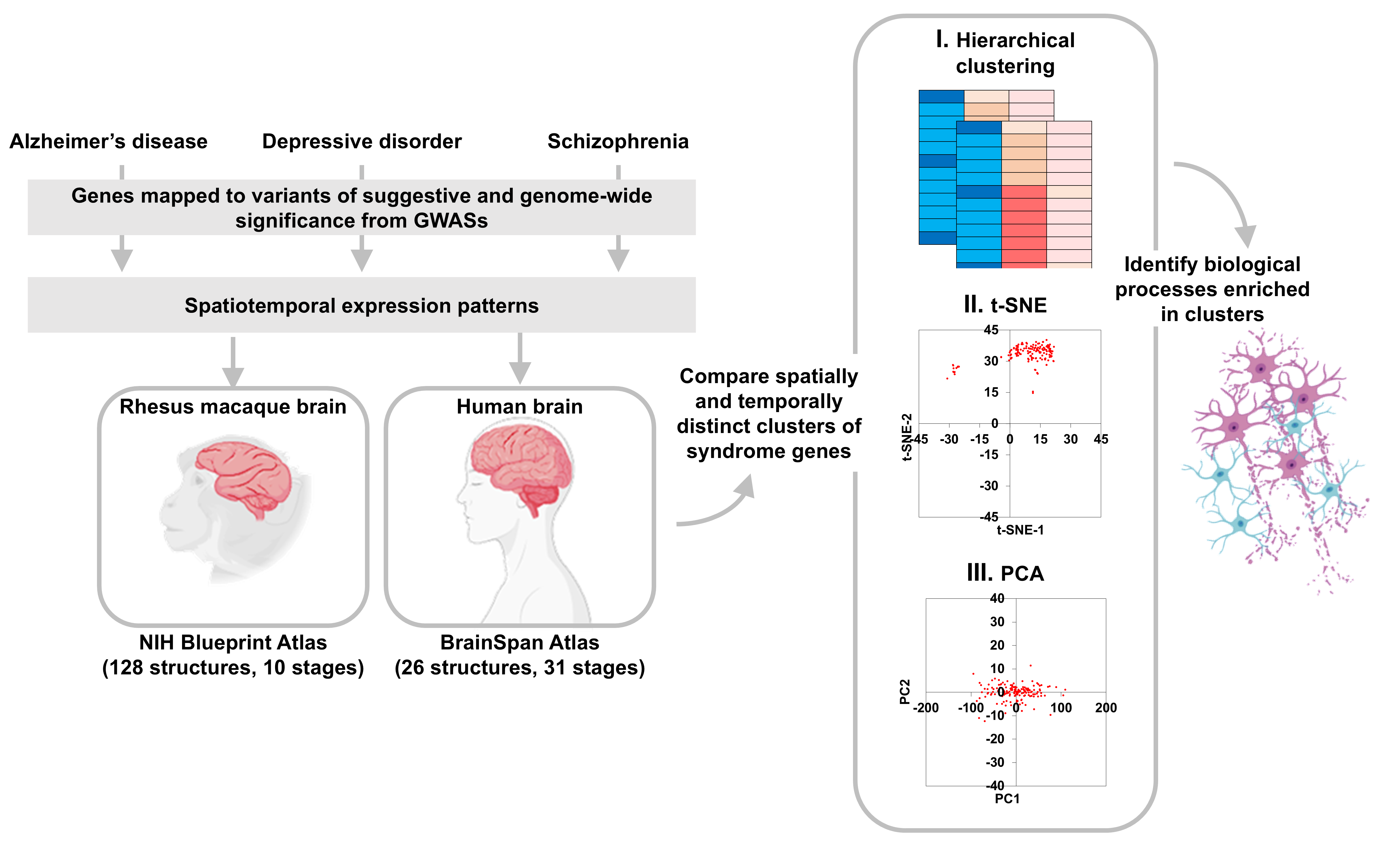 Figure 1: Graphical abstract outlining the analyses conducted in the study. Genes harbouring variants associated with Alzheimer’s disease, depressive disorder and schizophrenia were collected from the GWAS catalog. Then the spatiotemporal expression profiles of these genes were collectively examined in rhesus macaque and human brains to identify clusters of genes with specific temporal and regional signatures and disorder affiliations. Three methods were employed for identifying clusters: (I) hierarchical clustering, (II) t-SNE), and (III) PCA. For functional characterization of the temporal and spatial clusters, their enrichment for GO biological processes was analysed.
