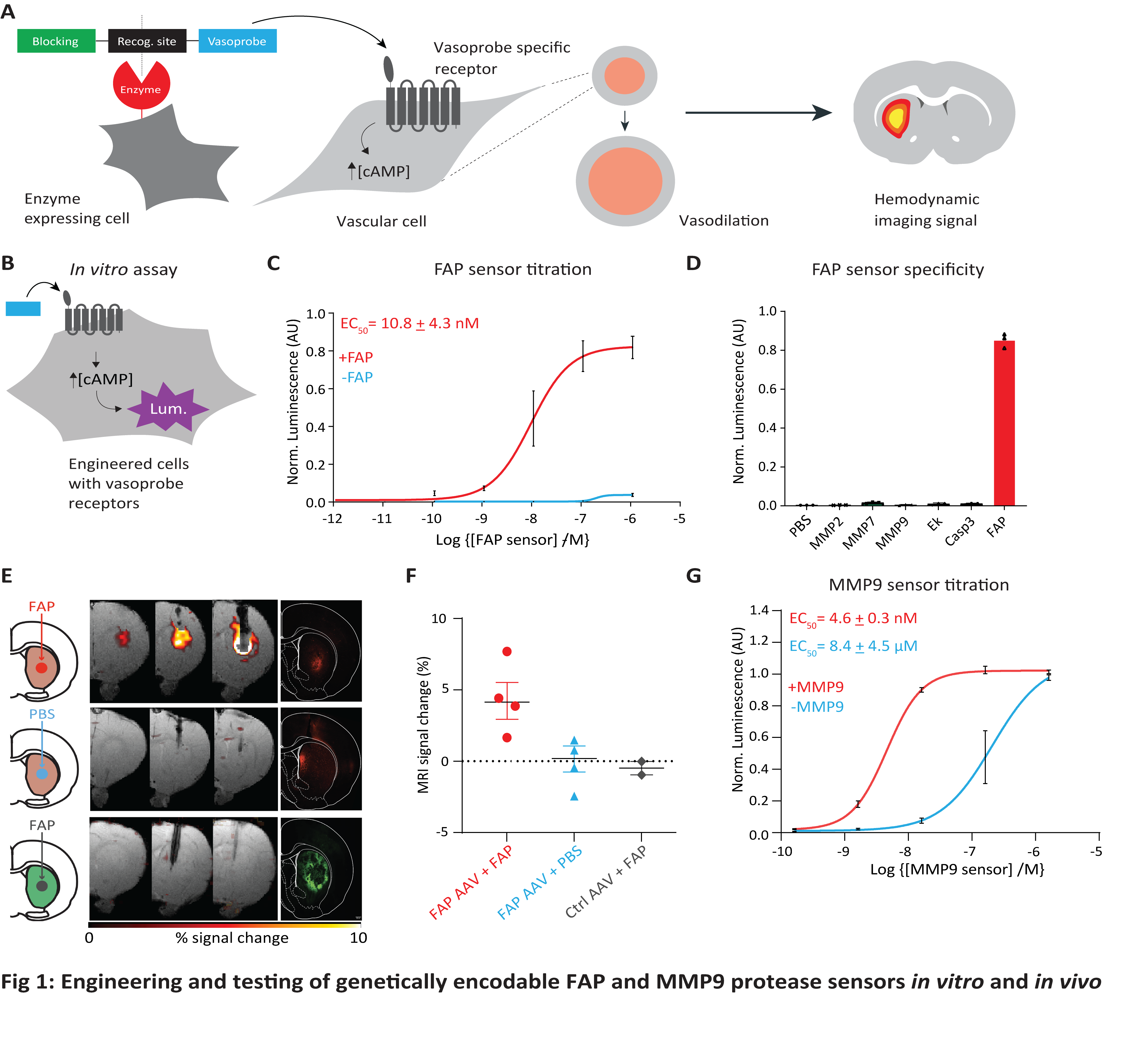 Fig 1. Engineering and testing of genetically encodable FAP and MMP9 protease sensors in vitro and in vivo. (A) Schematic of the protease-activated vasoprobe sensor, composed of a vasoprobe, a protease-specific cleavage site, and a blocking domain. Protease-mediated cleavage removes the blocking domain, allowing the vasoprobe to interact with its receptor on vascular cells, increasing cAMP concentration leading to vasodilation, and causing hemodynamic signal changes. (B) The in vitro assay includes receptor-expressing cells to report activation via a cAMP-dependent luciferase assay. (C) Measurement of sensor activity at varying concentrations in the presence and absence of FAP (n = 3). (D) Specificity of the FAP sensor for FAP compared to PBS, MMP-2, MMP-7, MMP-9, enterokinase (Ek), and caspase-3 (Casp3). (E) The in vivo study has three groups: (1) FAP AAV + FAP (n = 4); (2) FAP AAV + PBS (n = 4, control 1); (3) Ctrl AAV + FAP (n = 2, control 2). The ligand injection paradigm during fMRI scan (four weeks post-injection) consisted of a 10-min baseline followed by a 10-min injection and a 20-min post-injection baseline. Left to right: representative AAV expression, MRI signal change maps (0–10%) overlaid on anatomical images, and corresponding histology are shown (scale bar, 500 μm). (F) Quantification of MRI signal changes, reported as the maximum signal between 20 and 30 min post-injection; error bars indicate SEM across animals. (G) In vitro measurement of MMP9 sensor activity ± MMP9 (n = 3), showing a curve shift and change in EC50 in presence of MMP9 indicating MMP9-dependent activation.