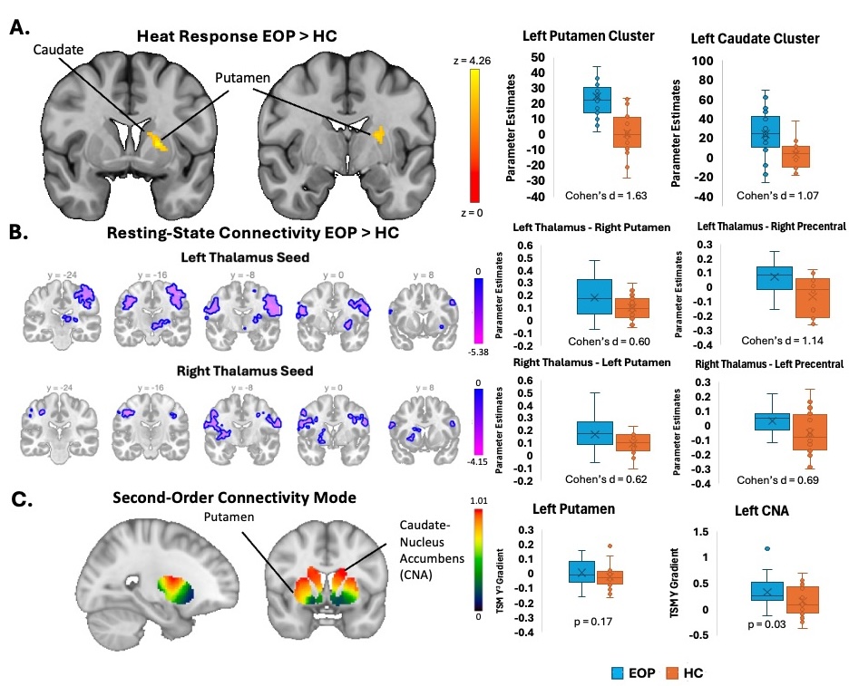 A) Evoked Heat Pain Response in fMRI. Clusters of significantly greater activation in the Putamen and Caudate in children with EOP (N=23) compared to HCs (N=20) with mixed-Effects (FLAME1) FSL analysis corrected for age and sex (cluster-size corrected p < 0.05). 5/10 temperature in scanner mean (SD) EOP=42.8(2.7), HC=43.7(2.1) °C. Subject-specific parameter estimates extracted from the left putamen and caudate clusters, demonstrating higher parameter estimates in children with EOP compared to HCs. B) Resting-state fMRI Connectivity. Seed-based resting-state fMRI analyses revealed clusters of higher connectivity from left and right thalamus seeds to somatosensory cortex regions and the contralateral putamen (blue clusters) in children with EOP (N = 24) compared to HCs (N = 20), cluster-size threshold p<0.001 p-FDR corrected for multiple comparisons and adjusted for age and sex. Parameter estimates were extracted from whole-ROI-to-ROI connectivity to demonstrate higher functional connectivity between the thalamus and the putamen, and between the thalamus and the precentral gyrus, in children with EOP compared to HCs. C) Striatal connectopic mapping second-order connectivity mode [indicative of Striatal Dopamine Transporter Density] of the putamen and caudate nucleus accumens (CNA) overlayed on an MNI template brain. Trend Surface Modelling (TSM) shows higher TSM coefficients for the left caudate (Y) and a trend for the left putamen (Y3) in children with EOP compared to HCs. 