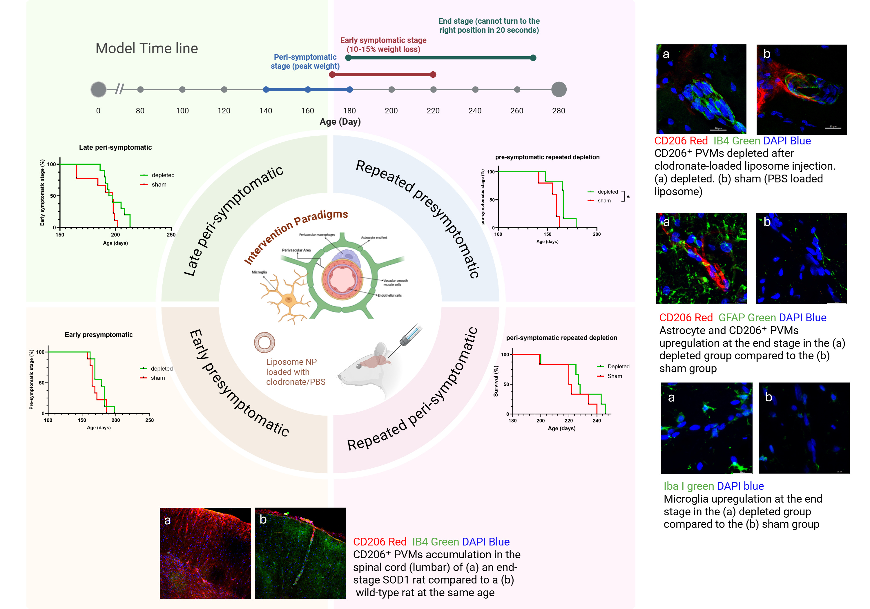 The graphic illustrates the disease progression timeline of the hSOD1(G93A) rat model, the intervention paradigms, and their effects on survival. Representative immunofluorescent images are also shown, demonstrating increased activation of perivascular macrophages (PVMs), astrocytes, and microglia at the end stage in the depleted group compared with the sham group.