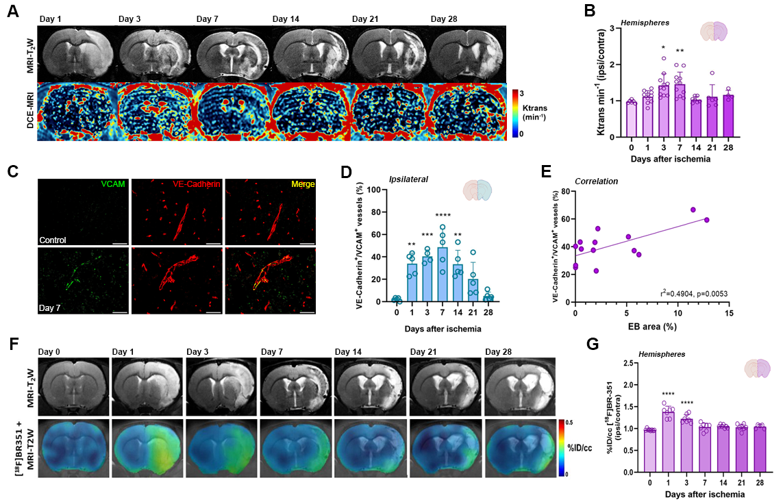 Longitudinal assessment of BBB permeability (A, B), vascular inflammation (C, D, E) and MMP activity (F, G) after ischemic stroke. 