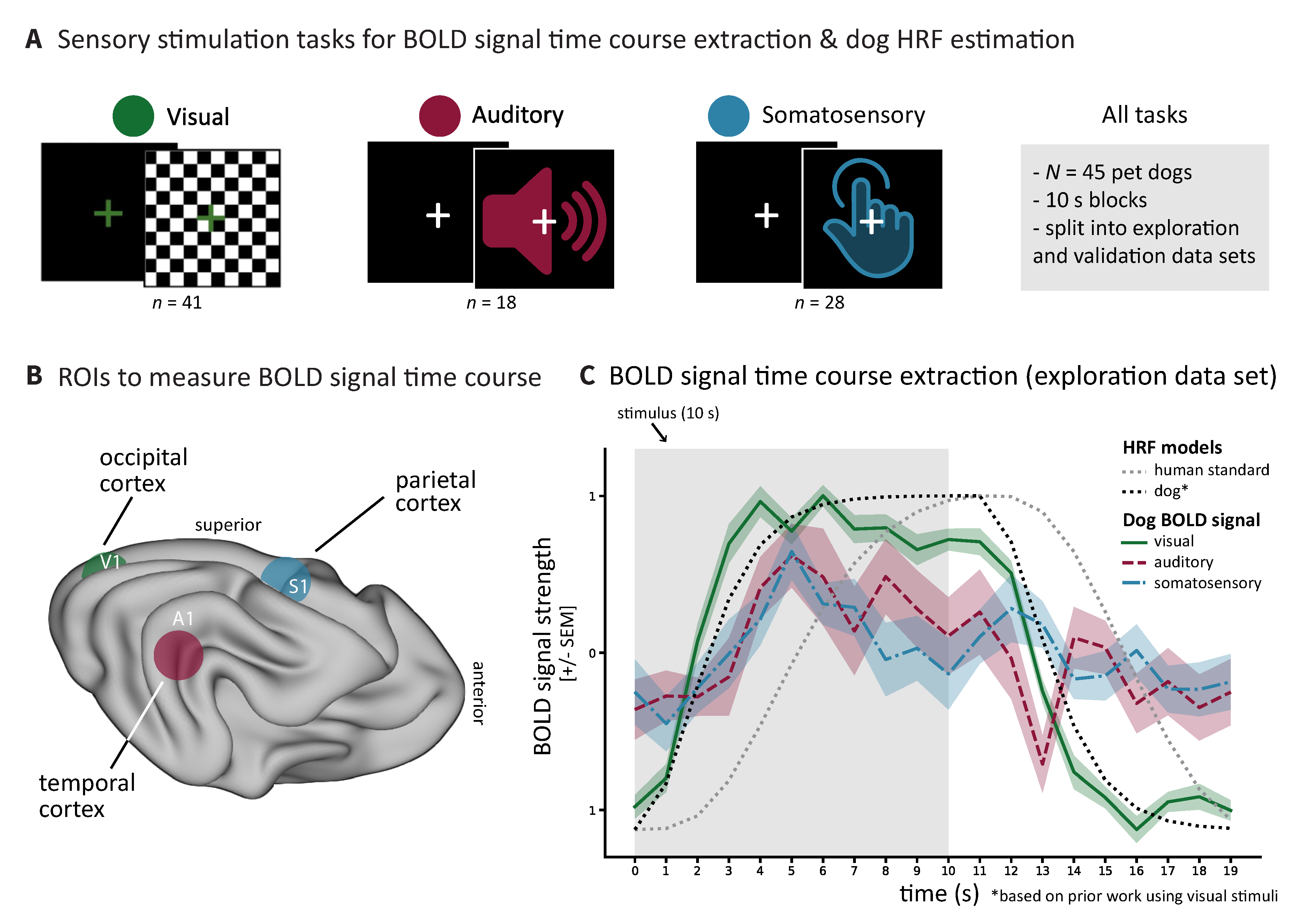 The figure shows A) schematic images of the visual, auditory, and somatosensory stimulation tasks. B) shows spherical ROIs in the occipital (visual), temporal (auditory), and parietal (somatosensory) cortices of the dog brain that were used to extract BOLD signal time courses. C) shows the extracted BOLD signal time courses for the three tasks, as well as the expected BOLD signal time courses based on the human and dog HRF models.