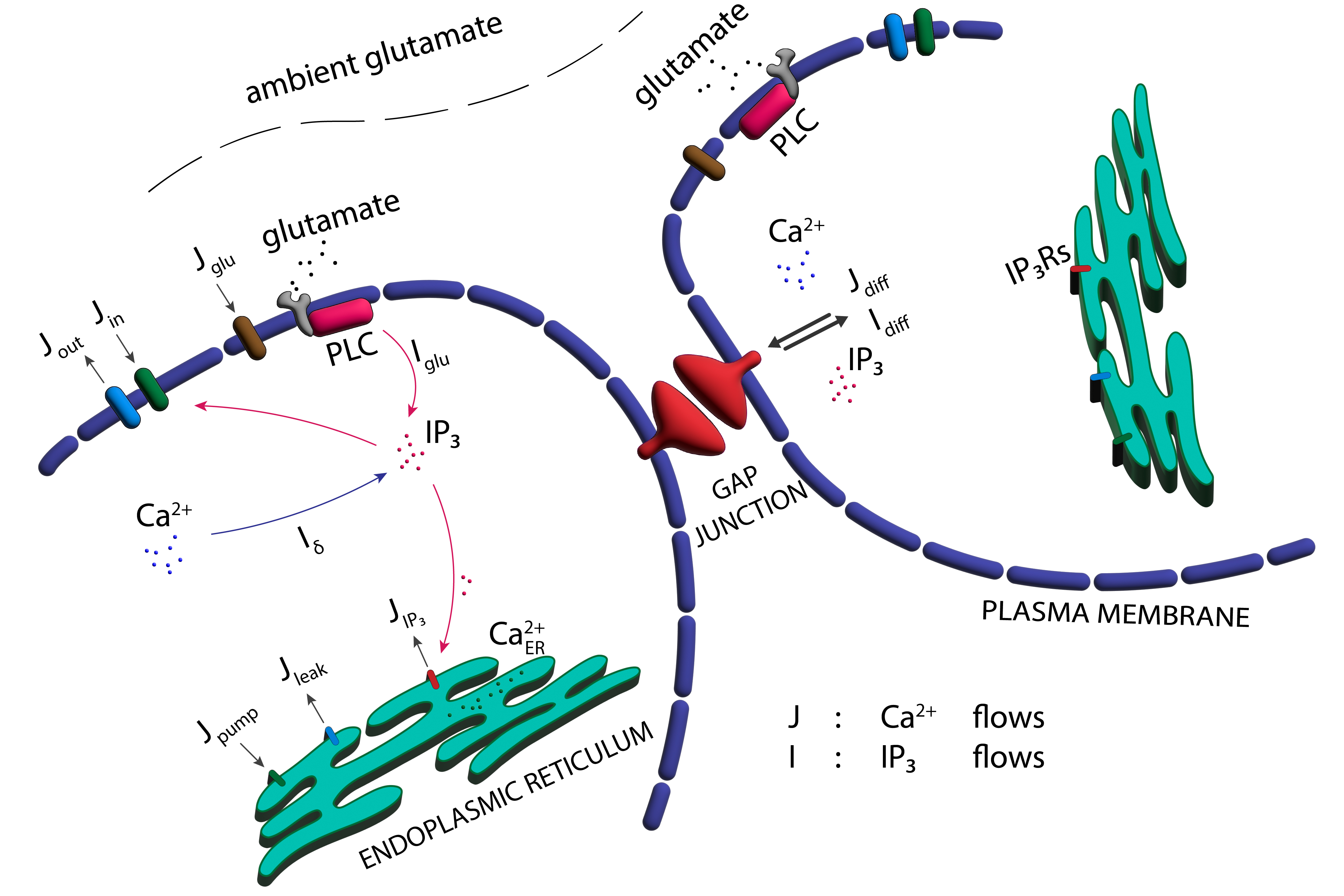 Astrocyte network model schematic. Gap-junction coupling facilitates global calcium events triggered through access glutamate as present under GLT-1 dysfunction. 