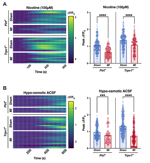 Two-panel figure showing ex vivo calcium imaging responses (ΔF/F₀) in Pirt⁺ and Trpv1⁺ nodose neurons from Sham versus myocardial infarction (MI) mice. (A) Nicotine (100 µM): Left, heatmaps of ΔF/F₀ over ~0–300 s (purple = low, yellow = high) show reduced response intensity in MI compared with Sham for both neuron populations. Right, scatter plots with mean bars display Peak ΔF/F₀, showing significantly lower peaks in MI versus Sham for Pirt⁺ and Trpv1⁺ (). (B) Hypo-osmotic ACSF: Left, heatmaps over ~0–600 s show stimulus-evoked ΔF/F₀ responses that are attenuated in MI relative to Sham, particularly in Trpv1⁺ neurons. Right, Peak ΔF/F₀ scatter plots show reduced peaks in MI versus Sham for Pirt⁺ ( ) and Trpv1⁺ (***).