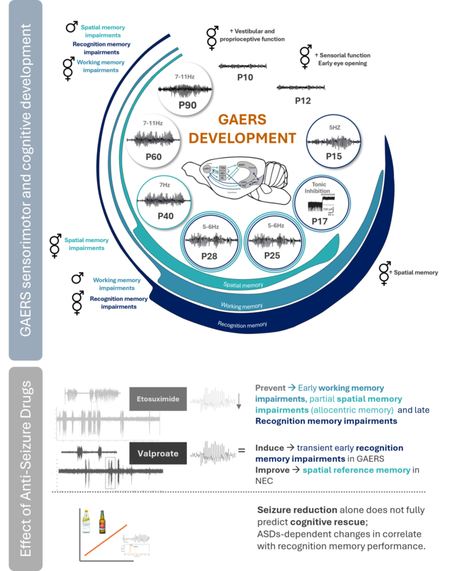 The circular image synthesizes GAERS development: early vestibular and proprioceptive function, followed by early sensorimotor function and eye opening milestones, then emergence of spike‑and‑wave discharges accompanied by selective deficits in working, recognition and spatial memory. Drug panels below show ethosuximide can reduce seizures, but cognitive rescue depends on drug‑specific network effects, not seizure suppression alone