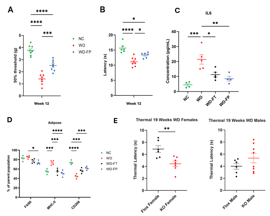 Combined graphs showing that Western diet induces A) mechanical and B) thermal hypersensitivity , C) systemic inflammation and D) adipose immune remodeling, which are reduced by dietary fiber supplementation either by supplementing WD with fiber as a prevention (WD-FP) or a treatment (WD-FT), and that E) immune-specific FFAR2 deletion exacerbates thermal hypersensitivity in female mice.