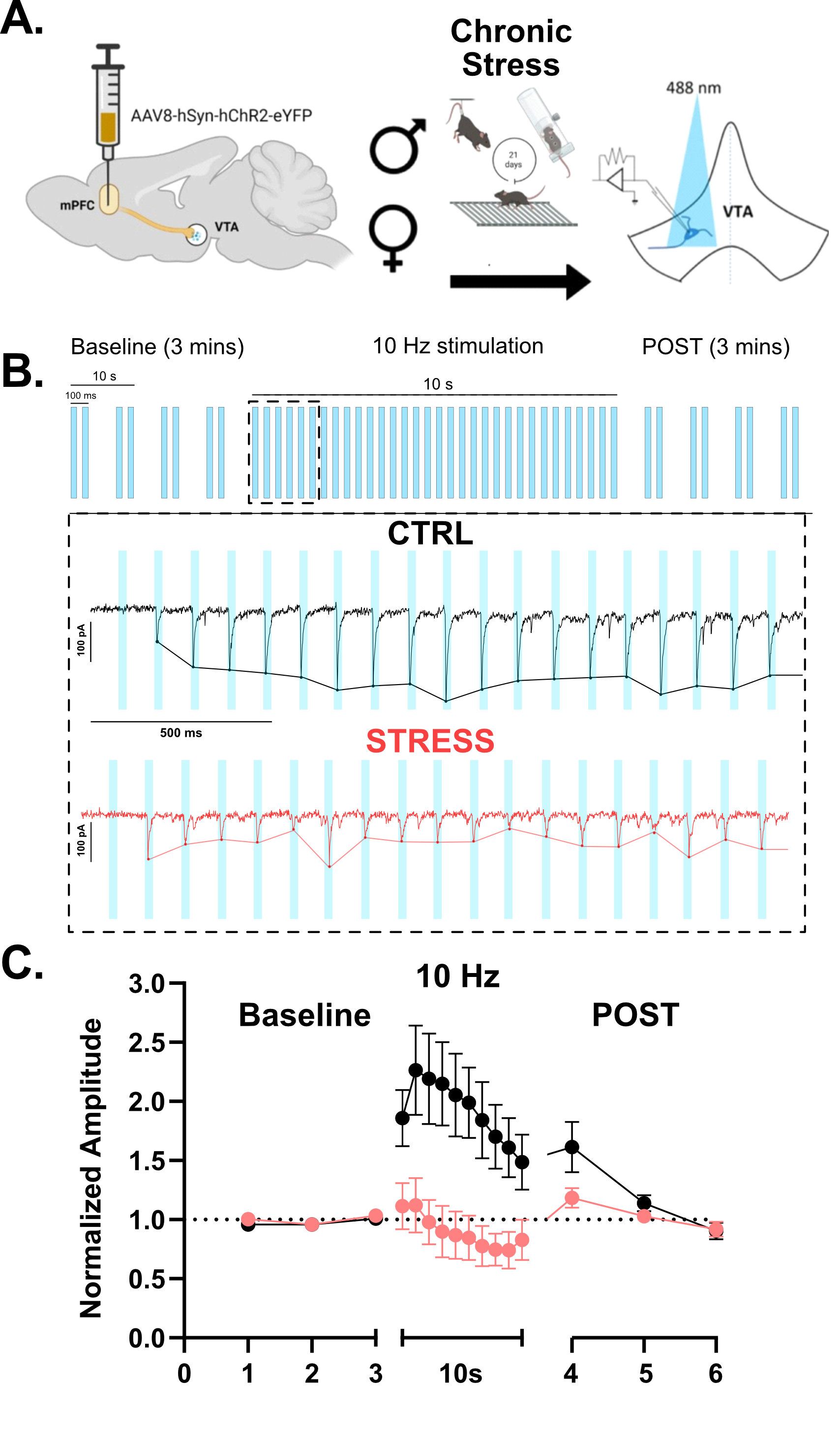 Chronic stress disrupts short-term plasticity at mPFC-VTA synapses. A. Design Workflow. ChR2 is injected in the mPFC of male and female mice. After three weeks of a chronic stress protocol, VTA slices are extracted and patch clamp recordings are performed on VTA neurons, while stimulating cortical terminals. B. Stimulation protocol. 3 minutes of paired-pulse baseline, 10 second of 10 Hz stimulation, 3 minutes of paired-pulse stimulation (POST). Inset - Representative traces showing facilitation in CTRL animals, and disrupted plasticity in stressed animals. C. Plot showing plasticity deficits after chronic stress after 10 Hz stimulation protocol.
