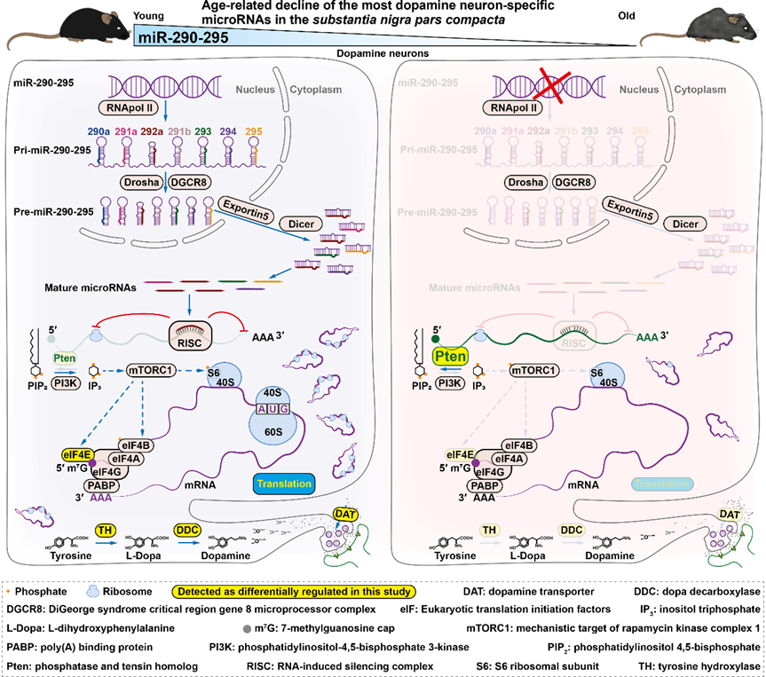 Selective abundance of the stemness-promoting cluster miR-290-295 within the adult substantia nigra dopamine neurons is neuroprotective via preservation of protein synthesis