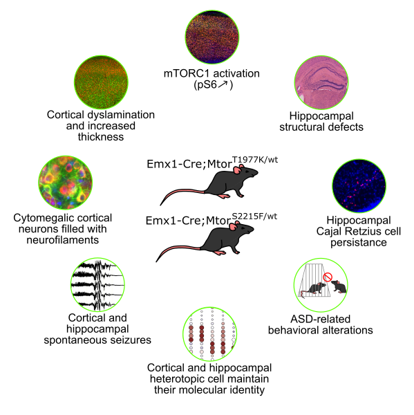 Graphical abstract illustrating the two MTOR mutant mouse models, surrounded by representative features of their phenotype: mTORC1 hyperactivation, cortical dyslamination, cytomegalic neurons, cortical and hippocampal epileptiform activity, preserved molecular identity of heterotopic neurons assessed by spatial transcriptomics (MERSCOPE), hippocampal structural abnormalities, abnormal persistence of hippocampal Cajal–Retzius cells, and autism-related behavioral alterations.