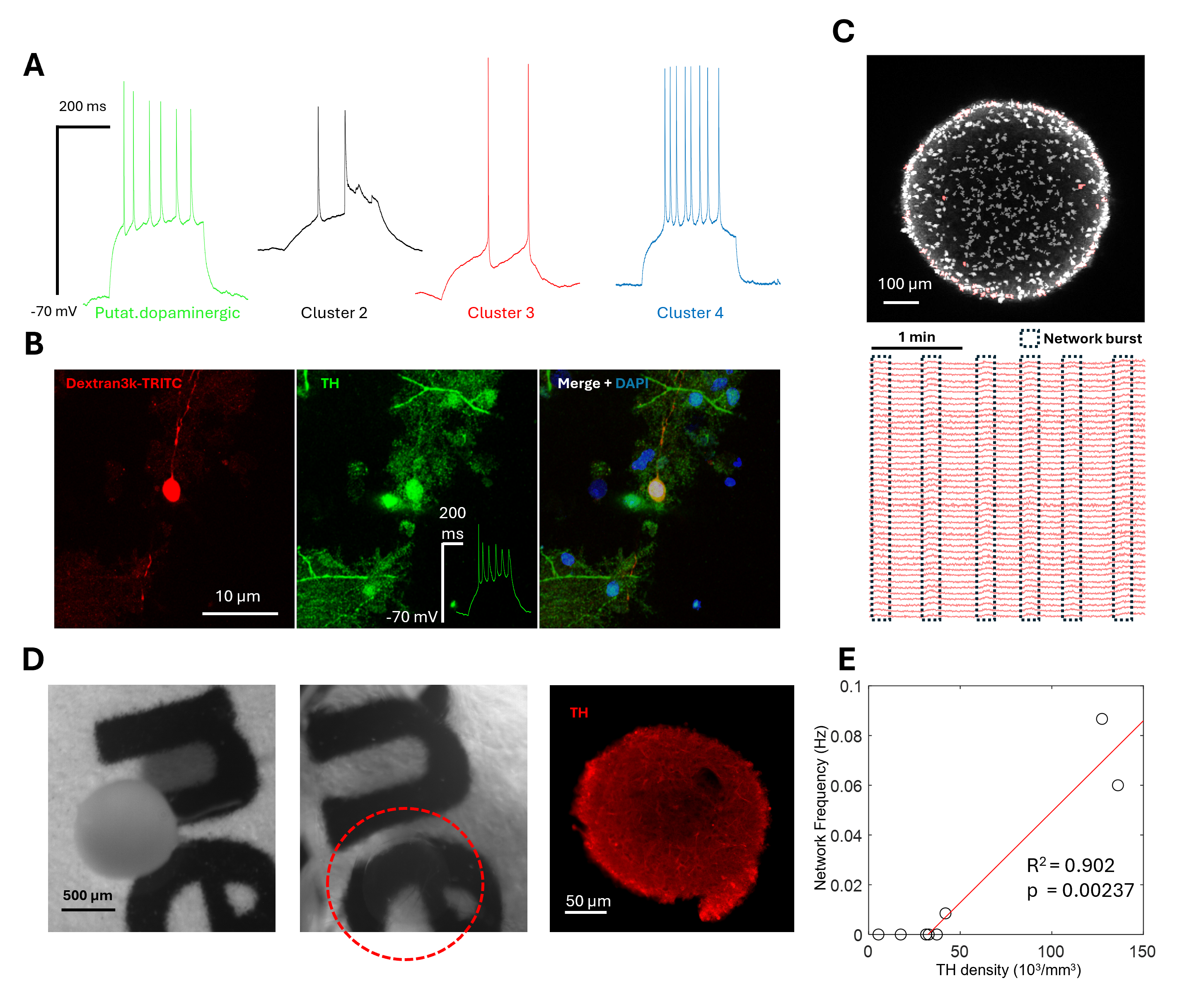 Panel A shows 4 different firing patterns for the cell closer to the centroid of the principal component analysis. The first cluster is identified as putative dopaminergic. Panel B shows a cell filled with a fluorophore and the positive immunostaining against TH marker with a tonic firing evoked firing rate. Panel C shows in white the segmentation of cells. The fluorescence over time of those marked on red are shown below and synchronized activity is highlighted. Panel D shows an organoid before and after clearing and therefore becoming transparent plus an image of the TH marker for a certain plane of acquisition in the light-sheet microscope. Panel E is a scatter plot of TH density against Network frequency with a regression model line to fit the data. There is a critical density from which organoids start to develop synchronized activity.