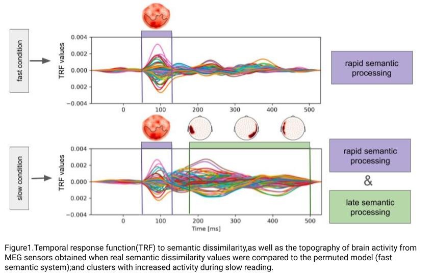 Two temporal response function (TRF) plots comparing fast and slow semantic processing conditions over time. The top graph (fast condition) shows a single positive peak around 100–300 milliseconds, labeled 'rapid semantic processing.' Topomap shows activity at parieto-occipital sites. The bottom graph (slow condition) shows two peaks: an early positive peak around 100–300 milliseconds labeled 'rapid semantic processing' and a later positive peak around 400–500 milliseconds labeled 'late semantic processing.' Topomap shows activity at right and left temporal sites. Time is shown on the x-axis from 0 to 500 milliseconds.