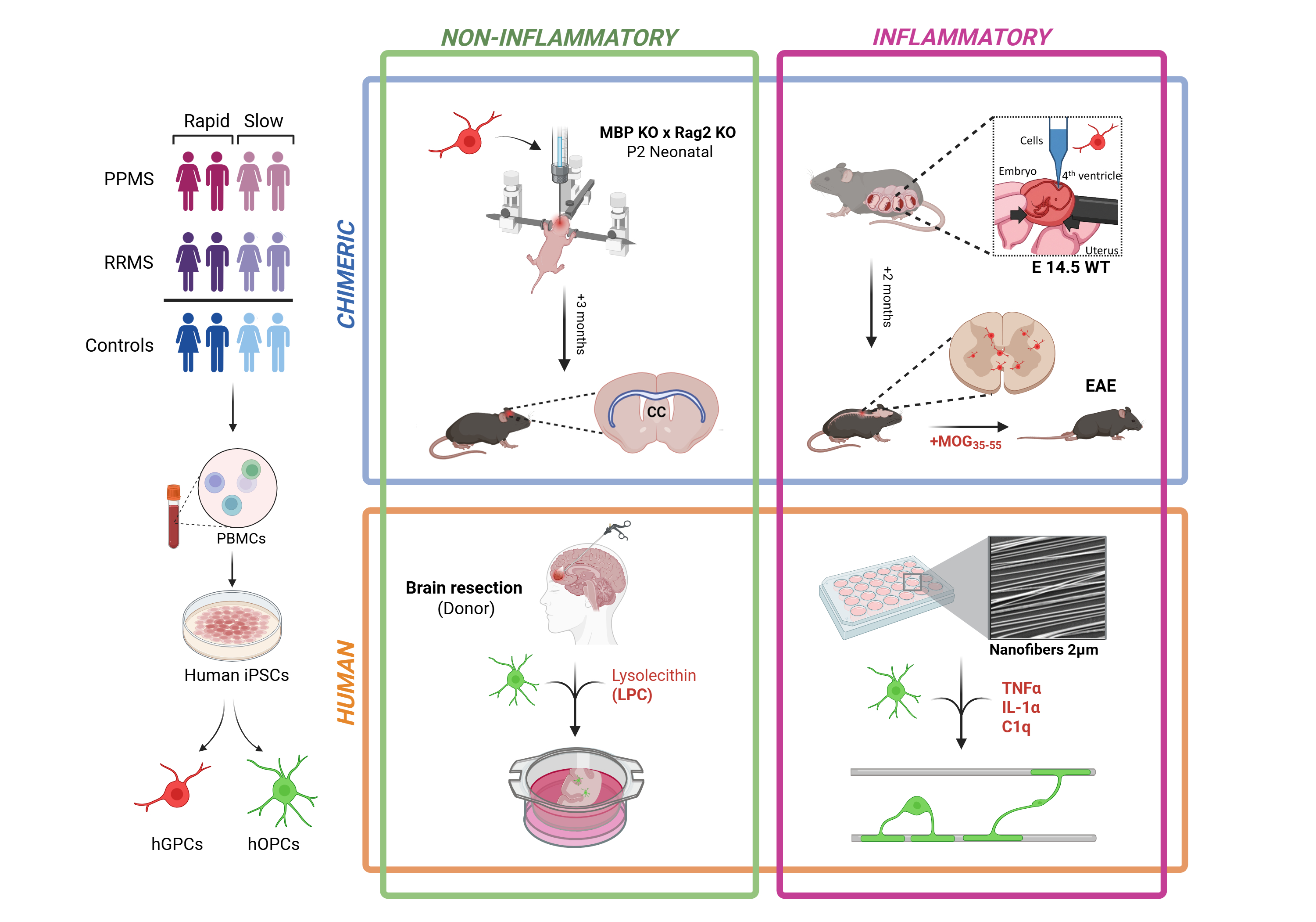 Diagram summarizing human and chimeric mice models used to study glial dysfunction in MS.