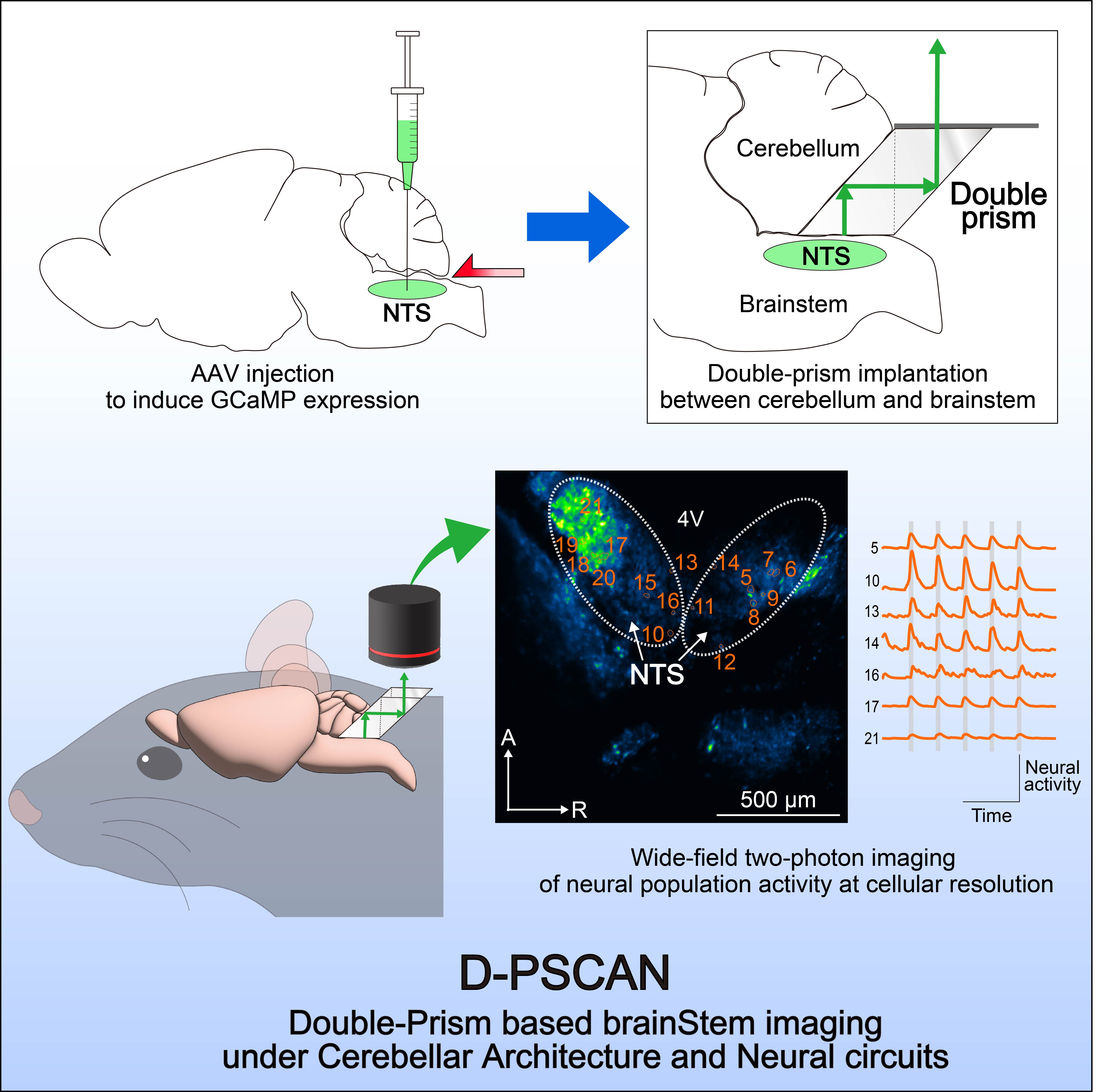 Using a double-prism optical interface, we developed a wide-field and deep-brain two-photon imaging method, named D-PSCAN.