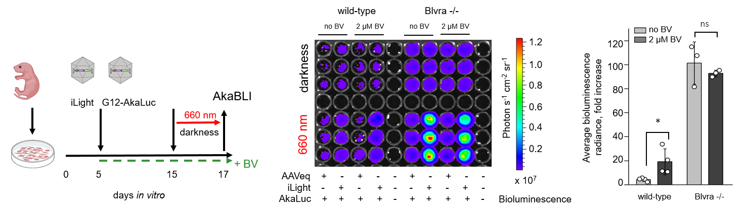 Image shows the experimental design: primary neuron isolation (wild-type cells and biliverdin reductase A knock-out (Blvra−/−) cells), AAV transduction, illumination with near-infrared light, and bioluminescence imaging of well plates containing cell culture samples. The plot provides the estimates of the performance of the iLight optogenetic system. Primary Blvra−/− neurons showed prominent enhancement of iLight optogenetic performance, with light-to-dark luciferase signal ratios increasing from ~4.5-fold in wild-type neurons to nearly 100-fold. 