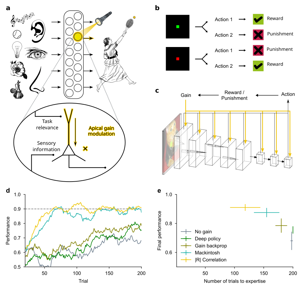 Relevance-based amplification of sensory representations supports few shot reinforcement learning. a) Schematic of top-down gain amplification. b) Two-alternative forced choice task based on images. c) Large visual representation modeling by a deep convolutional neural network with neuron-specific gain amplification. d) Average performance traces of policy gradient agents learning the task. e) Final performance and number of trials required to reach expert performance for different learning strategies. No gain consists of a linear policy readout from the large sensory representation without gain modulation. Deep policy uses a two layer network for the action policy. The three other use a linear policy readout but modulate the gains in the sensory representation with: error backpropagation of the policy gradient loss to optimize multiplicative gain parameters, the Mackintosh model or our unsigned reward correlation model to learn gain parameters.