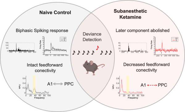 Schematic diagram highlighting major findings of the current work. During an auditory deviance detection paradigm, naïve mice and those injected with subanesthetic ketamine show significant differences in spiking activity and mesoscale connectivity. While controls show a biphasic response to auditory deviance, demonstrated by the firing peristimulus time histograms and firing probabilities, the later component of the spiking response is abolished in ketamine injected mice. Similarly, while control mice show intact A1 and PPC intercortical communication during deviance detection at gamma frequencies, supported by the Weighted Lag Index measures, ketamine injected mice show a decrease in A1- PPC connectivity at these frequencies.
