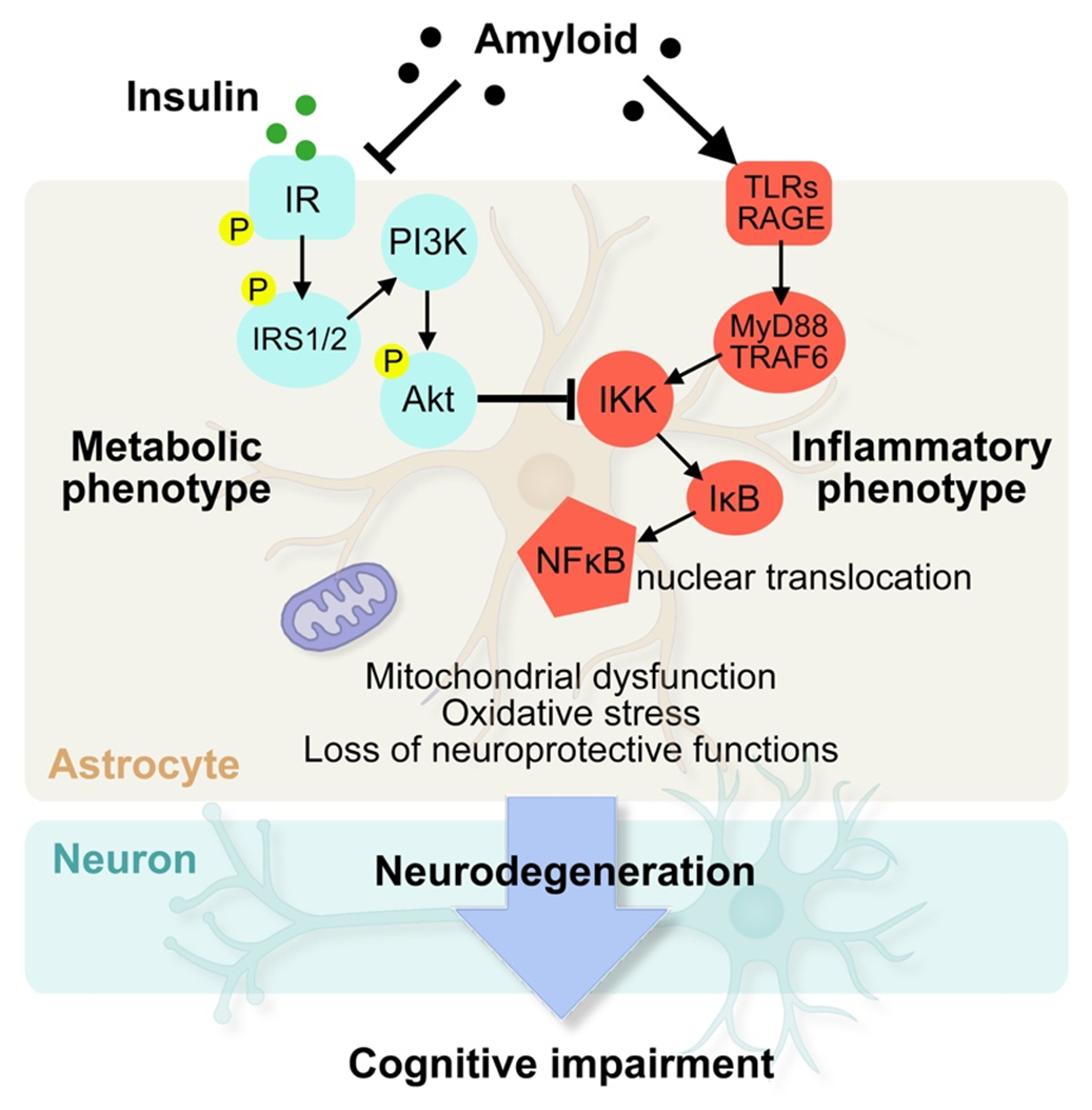 Our results reveal that amyloid pathology induces concurrent metabolic and inflammatory responses in astrocytes, linking impaired insulin signaling with the loss of neuroprotective functions. This interplay may contribute to neurodegeneration and cognitive decline. Targeting insulin signaling and restoring metabolic–inflammatory homeostasis could represent a promising therapeutic strategy in AD.