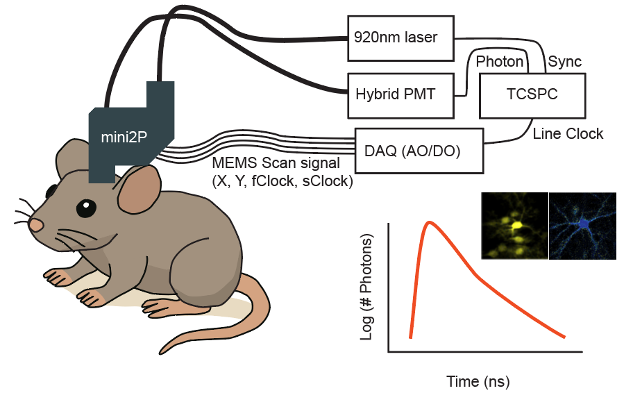 Schematic of an in vivo two-photon fluorescence lifetime imaging setup in a mouse, showing a mini2P microscope connected to a 920 nm laser, hybrid PMT detector, DAQ for MEMS scan signals, and TCSPC module, with example fluorescence images and a photon decay curve over time.