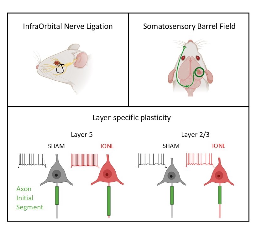 we observed a layer-specific increase of L5PC intrinsic excitability in the barrel field cortex of neuropathic animals on the contralateral side of the nerve ligation