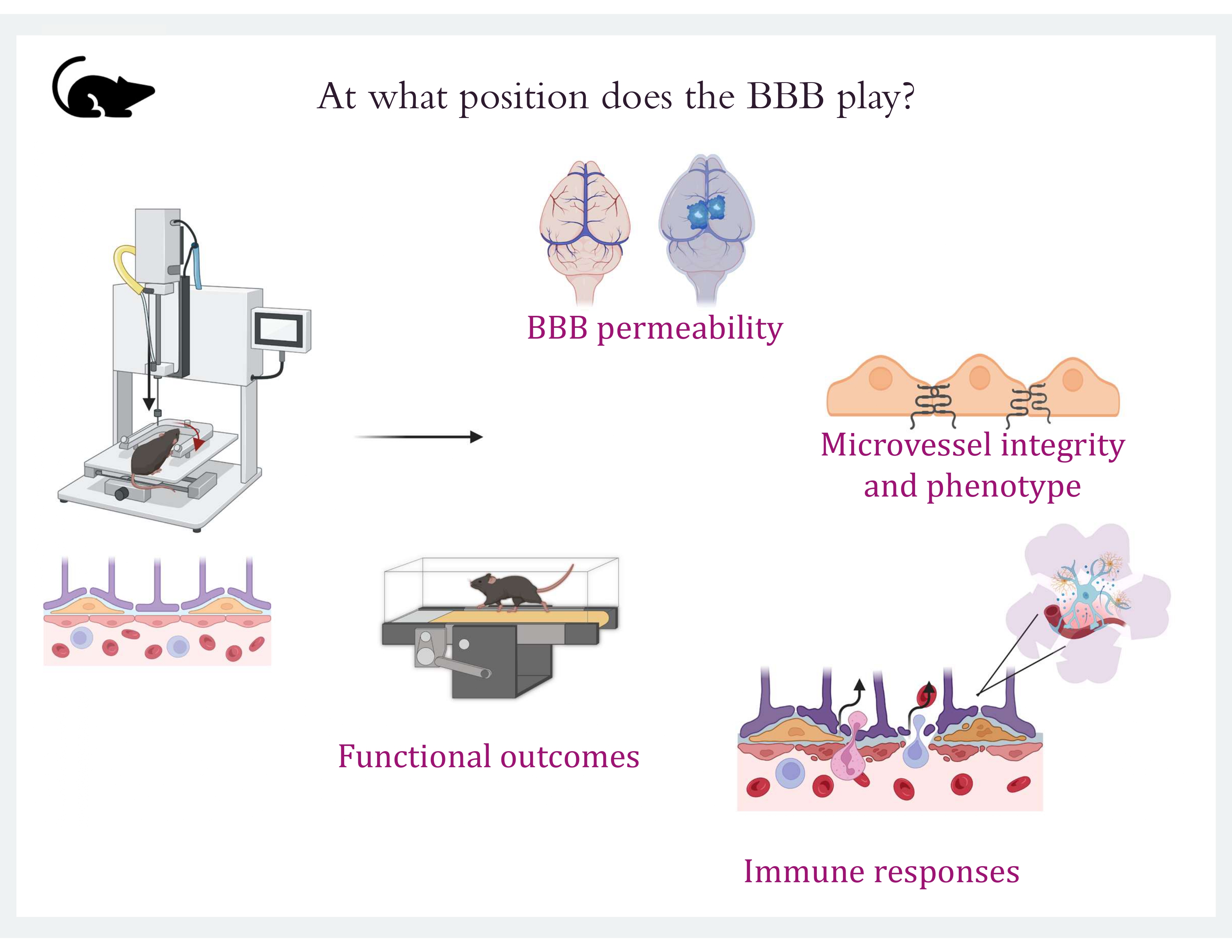 Studying the post-trauma BBB landscape