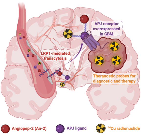 Figure 1: Schematic representation of the study design The apelin peptide conjugated to the radionuclide 64Cu crosses the blood-brain barrier via LRP1-mediated transcytosis, binds overexpressed APJ receptors on GBM cells, and is internalized to deliver its radioactive payload.
