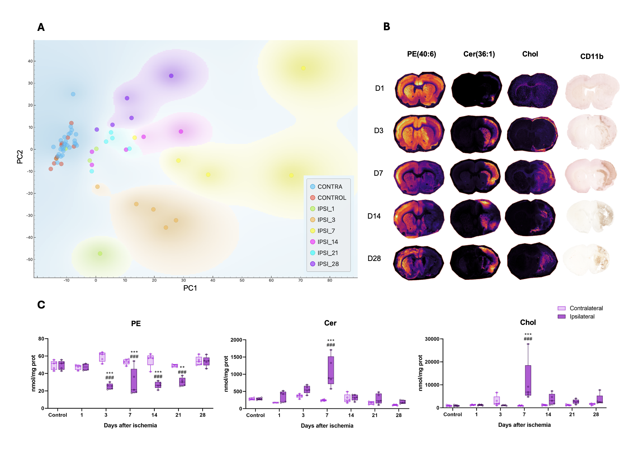Figure 1. Temporal lipidomic alterations in the brain following ischemia. A. PCA scatter plot showing separation among experimental groups (control, contralateral, and ipsilateral) at different time points after ischemia. Each dot represents an individual sample and colors the experimental groups. B. Representative MALDI-IMS maps of PE(40:6), Cer(36:1), Chol, and CD11b immunohistochemistry in coronal brain sections at days 1, 3, 7, 14, and 28 after ischemia. C. UHPLC quantification of PE, Cer, and Chol families expressed as nmol/mg protein. * indicates ipsilateral vs contralateral differences; # vs control (*, # p < 0.05; **, ## p < 0.01; ***, ### p < 0.001).