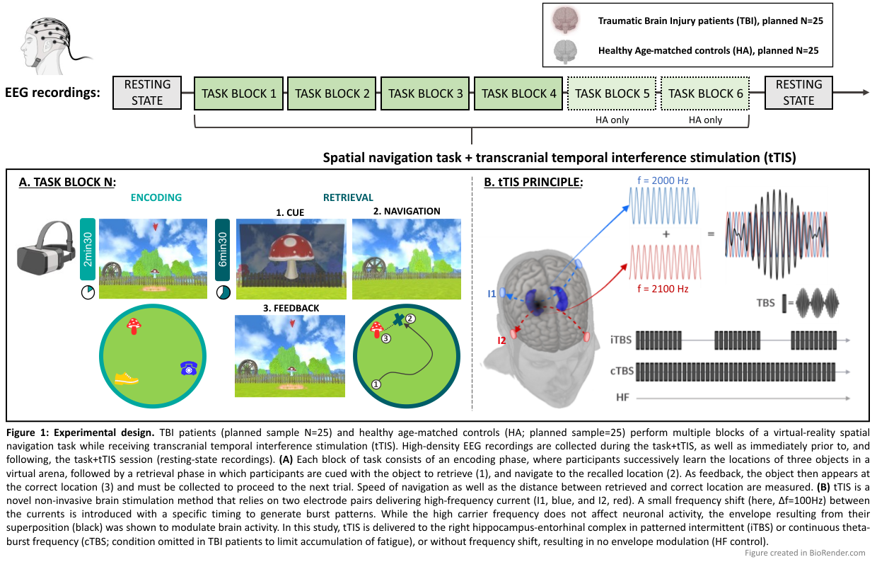 Figure 1: Experimental design. TBI patients (planned sample N=25) and healthy age-matched controls (HA; planned sample=25) perform multiple blocks of a virtual-reality spatial navigation task while receiving transcranial temporal interference stimulation (tTIS). High-density EEG recordings are collected during the task+tTIS, as well as immediately prior to, and following, the task+tTIS session (resting-state recordings). (A) Each block of task consists of an encoding phase, where participants successively learn the locations of three objects in a virtual arena, followed by a retrieval phase in which participants are cued with the object to retrieve (1), and navigate to the recalled location (2). As feedback, the object then appears at the correct location (3) and must be collected to proceed to the next trial. Speed of navigation as well as the distance between retrieved and correct location are measured. (B) tTIS is a novel non-invasive brain stimulaton method that relies on two electrode pairs delivering high-frequency current (I1, blue, and I2, red), with a small frequency shift. While the high carrier frequency does not affect neuronal activity, the envelope resulting from their superposition (black) was shown to modulate brain activity. In this study, tTIS is delivered to the right hippocampus-entorhinal complex in patterned continuous or intermittent theta-burst frequency (cTBS, iTBS) or without frequency shift, resulting in no envelope modulation (HF control). 