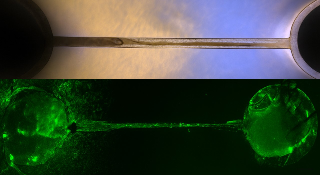 Figure 1. Connectoid generated by the dorsal forebrain-striatal connection developed within the PDMS microfluidic system