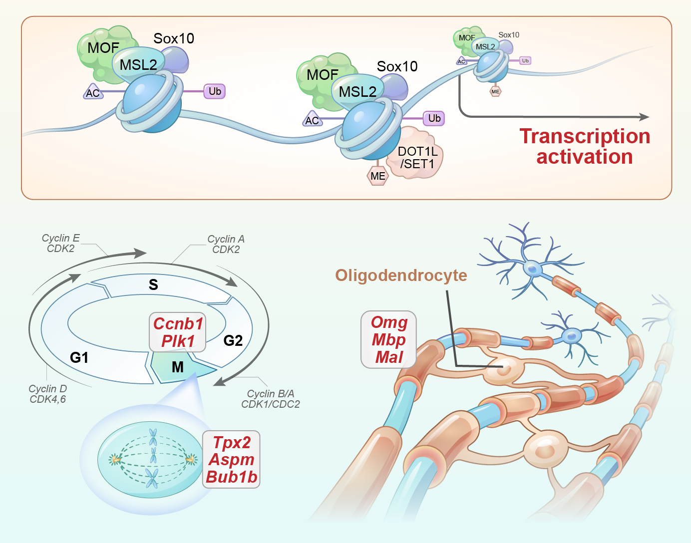 "Schematic summary of MSL2 mediated episignature during oligodendrocyte development"
