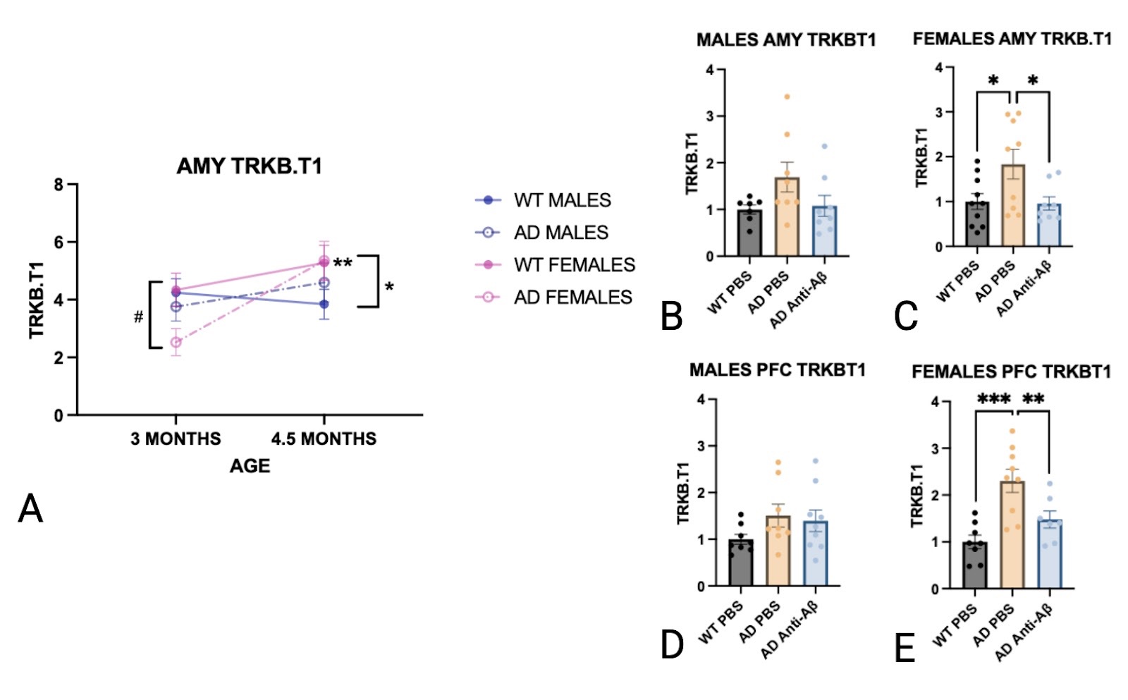 [A] A significant increase in TRKB.T1 levels was observed only in the amygdala of female AD mice between 3 and 4.5 months old. [B] AD-PBS females, but not males, exhibited markedly elevated TRKB.T1 levels compared to both naive and Anti-Aβ-treated females in the amygdala and PFC.