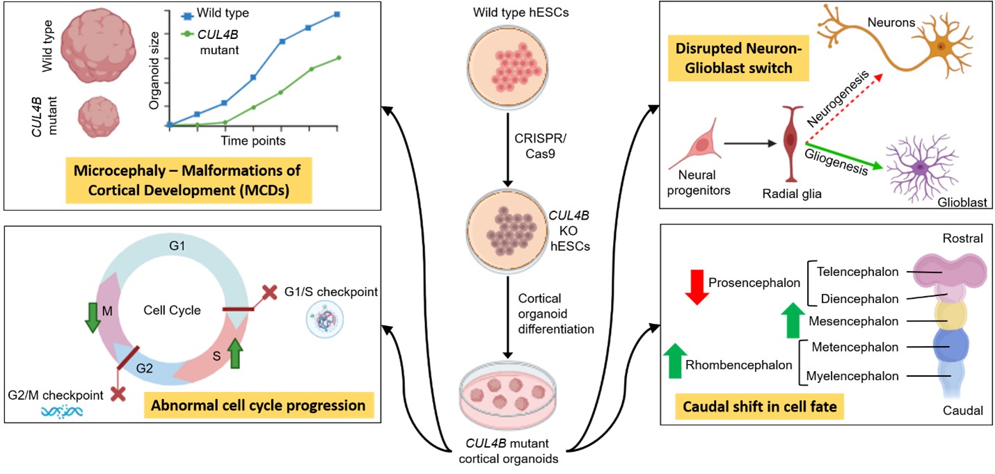 CUL4B mutant cortical organoids mimic the patient phenotype of Microcephaly, included under the spectrum of malformations of cortical development (MCDs). The neuronal progenitors in these organoids exhibit consistent cell cycle defects as previously observed in embryonic mouse cortex. Differentiation of radial glia is also perturbed, resulting in an increased number of glial cells compared to neurons. Moreover, a caudal shift in cell fate specification along the anterior-posterior axis is observed in the CUL4B mutant brain organoids.