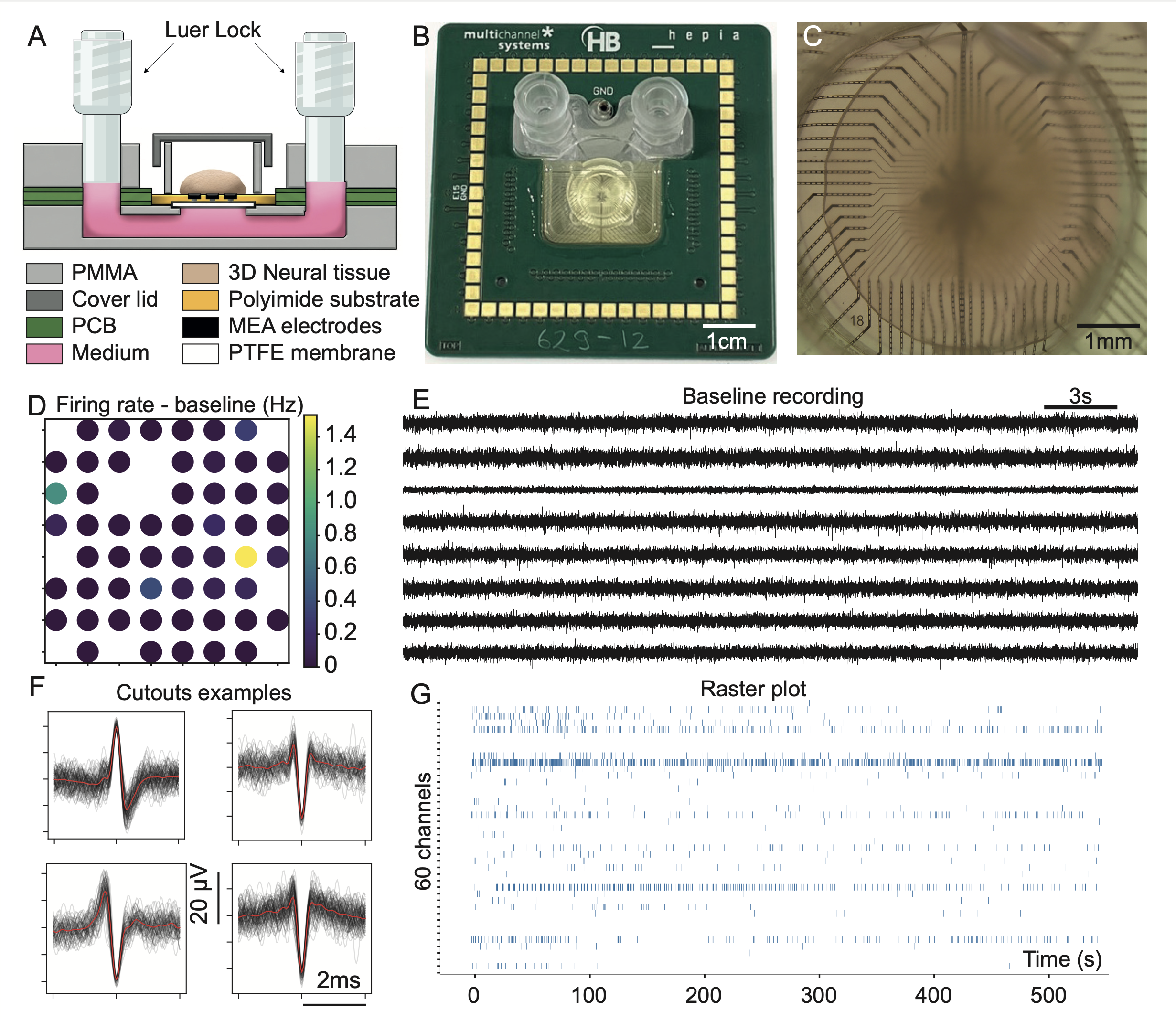 Graphical abstract — ALI-MEA platform for long-term electrophysiology of 3D excitable tissues. Schematic overview and implementation of the ALI-MEA, a microfluidic microelectrode array device designed for air–liquid interface (ALI) culture of 3D neural tissues. (A) Cross-sectional schematic illustrating the device architecture, combining a polyimide-based MEA, a PTFE membrane, and a microfluidic chamber enabling stable ALI culture and perfusion. (B) Photograph of the assembled ALI-MEA compatible with commercially available Multi Channels Sytems acquisition devices. (C) Photograph showing a 3D neural aggregate positioned over the electrode array. (D–G) Representative electrophysiological recordings obtained from neural spheroids, including spatial maps of firing rates, raw baseline traces, spike waveform examples, and raster plots, demonstrating stable long-term recordings, robust network activity, and spatiotemporal dynamics across multiple channels.
