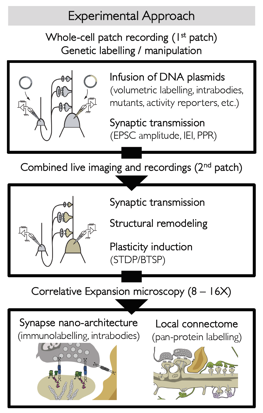 Schematic overview of the experimental approach. Initial whole-cell patch-clamp recordings enable genetic labeling and infusion of DNA plasmids to study synaptic transmission. A second patch combined with live imaging measures synaptic function, structural remodeling, and plasticity induction. Correlative expansion microscopy is then used to resolve synapse nano-architecture and map the local connectome.